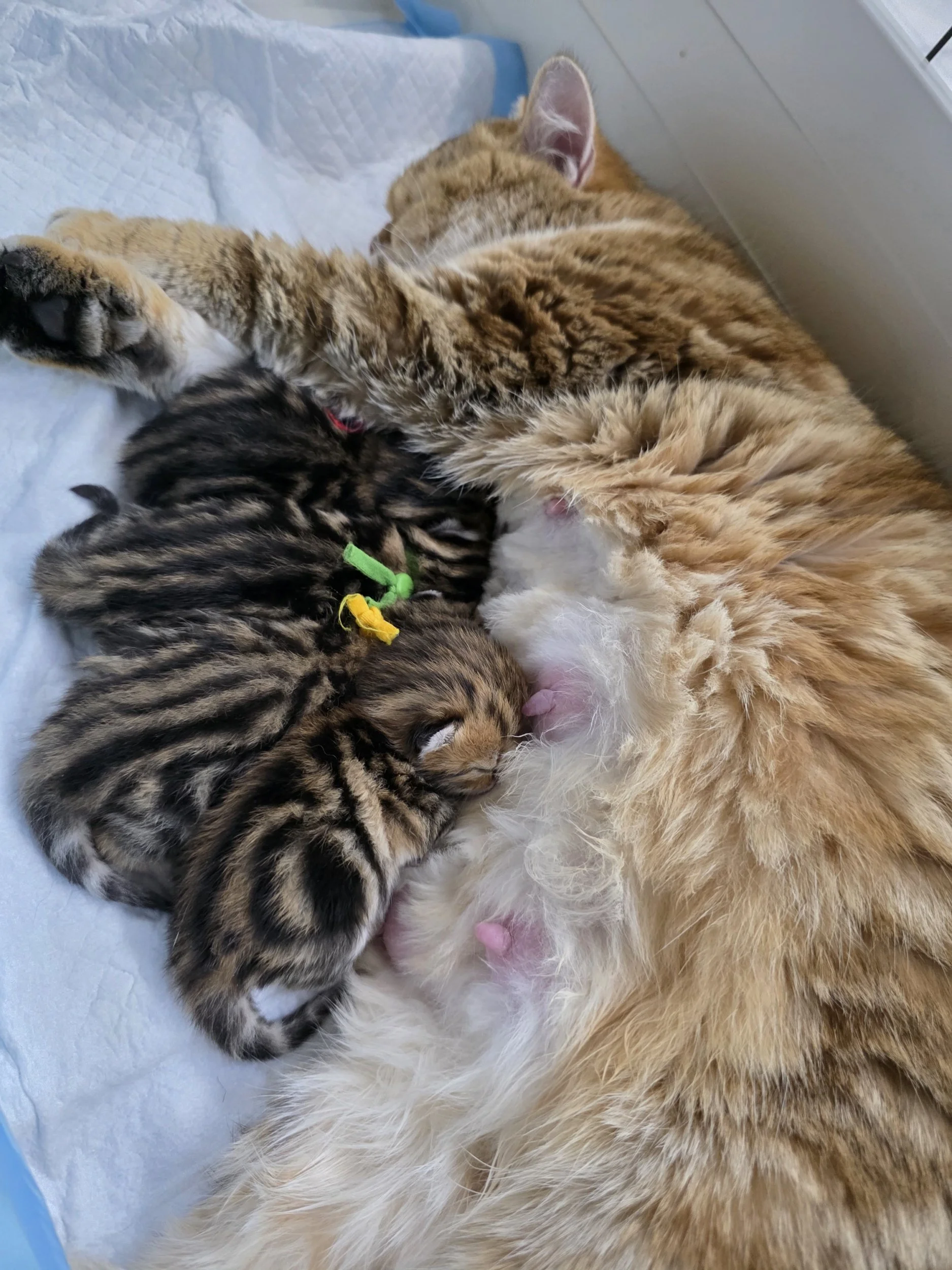 Litter G – Black Golden Classic Tabby Kittens (2 Boys, 2 Girls) – March 10-11, 2026