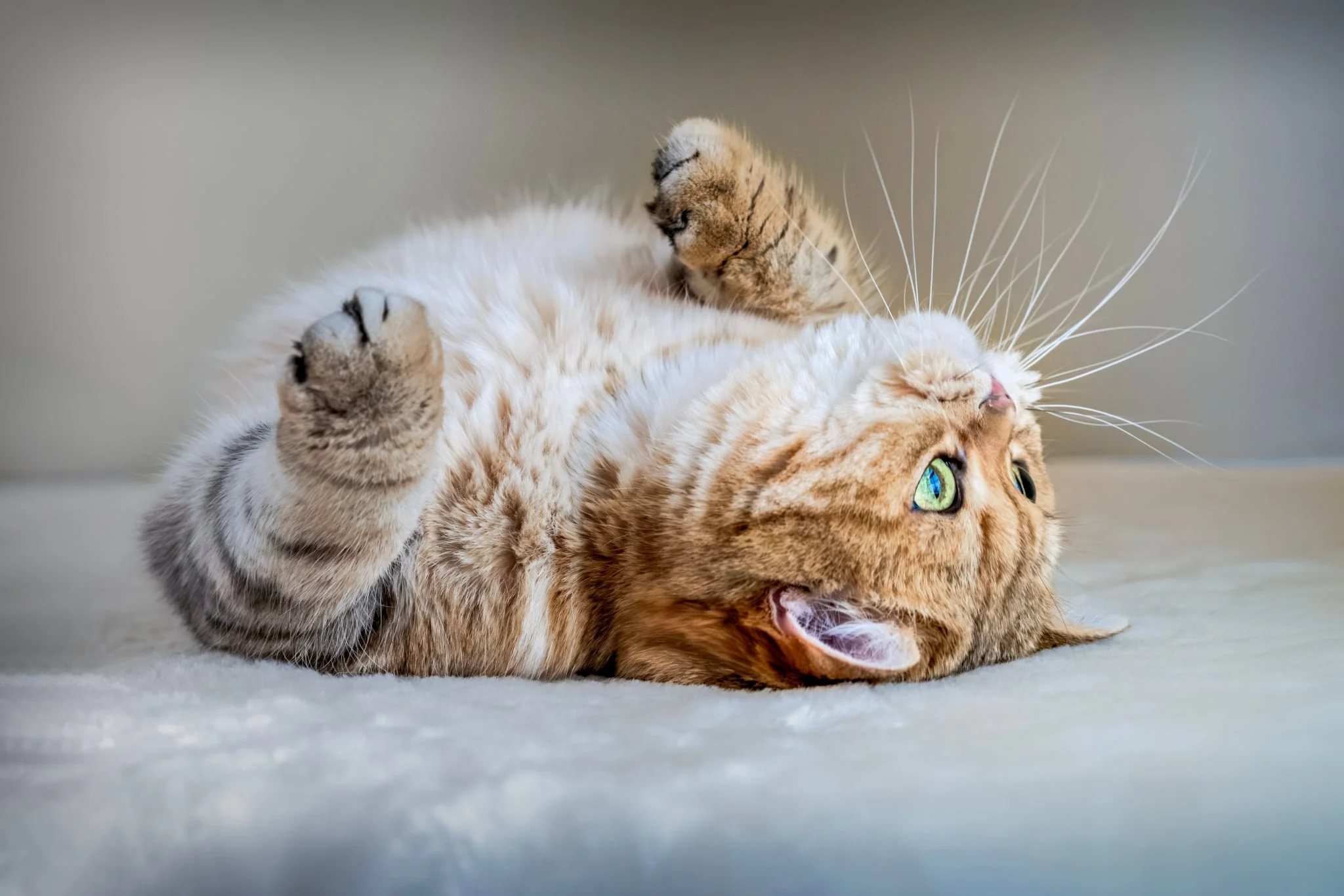 Foxy of PurrfectlyFold lying down, cuddly and posing for the camera.