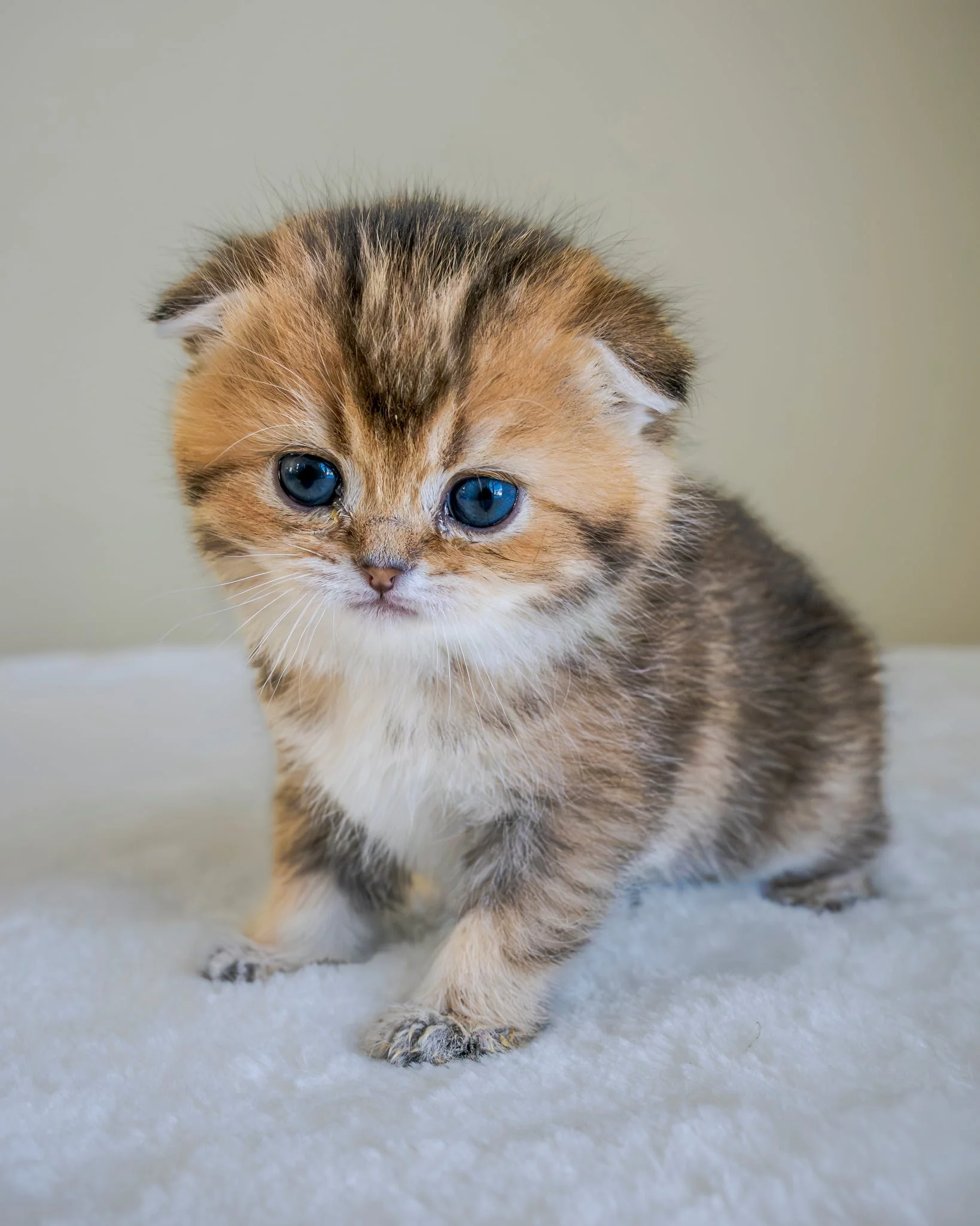 Malden Litter F - Flora Scottish Fold Kittens Scottish Fold Black Golden Shaded ny 25 DOB 1.10.2026