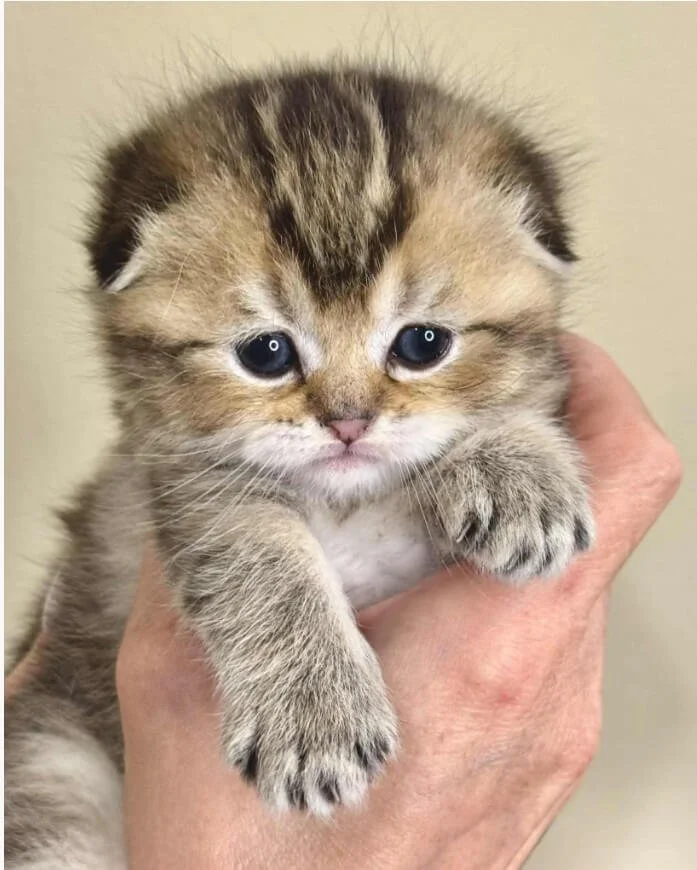 Scottish Fold female kitten black golden shaded – sweet pedigree kitten from PurrfectlyFold, darker black than littermates