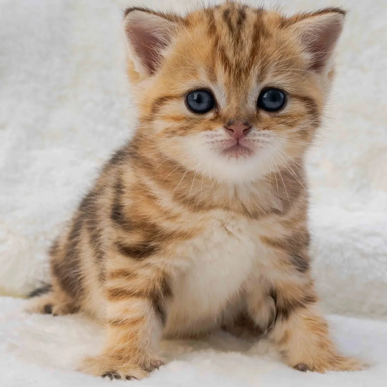 Henry -Male Scottish Straight Short Hair Black Golden Classic Tabby DOB 4.13.2026