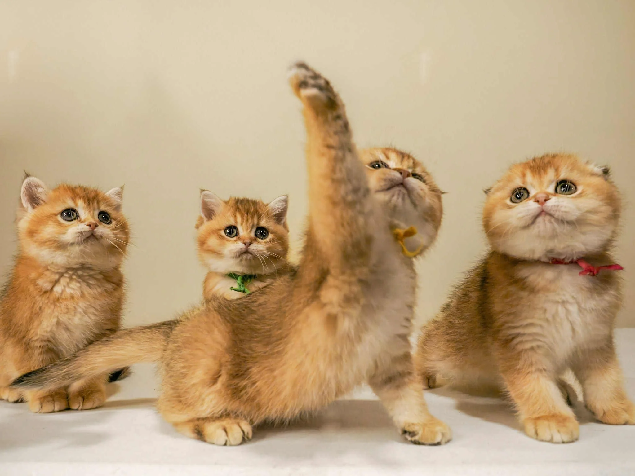 Four Black Golden Shaded Scottish Fold kittens sitting together and looking into camera