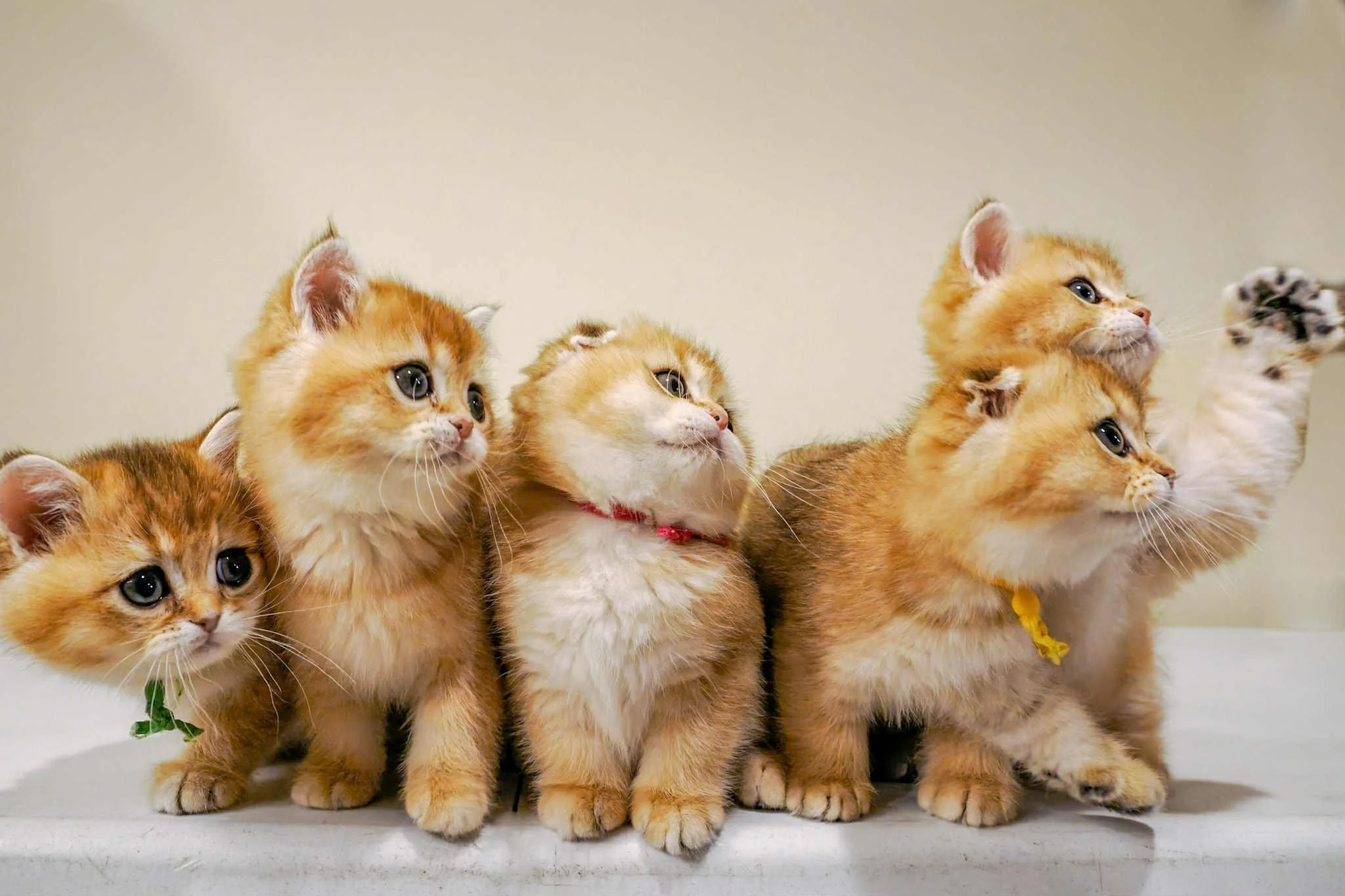 Four Black Golden Shaded Scottish Fold kittens together