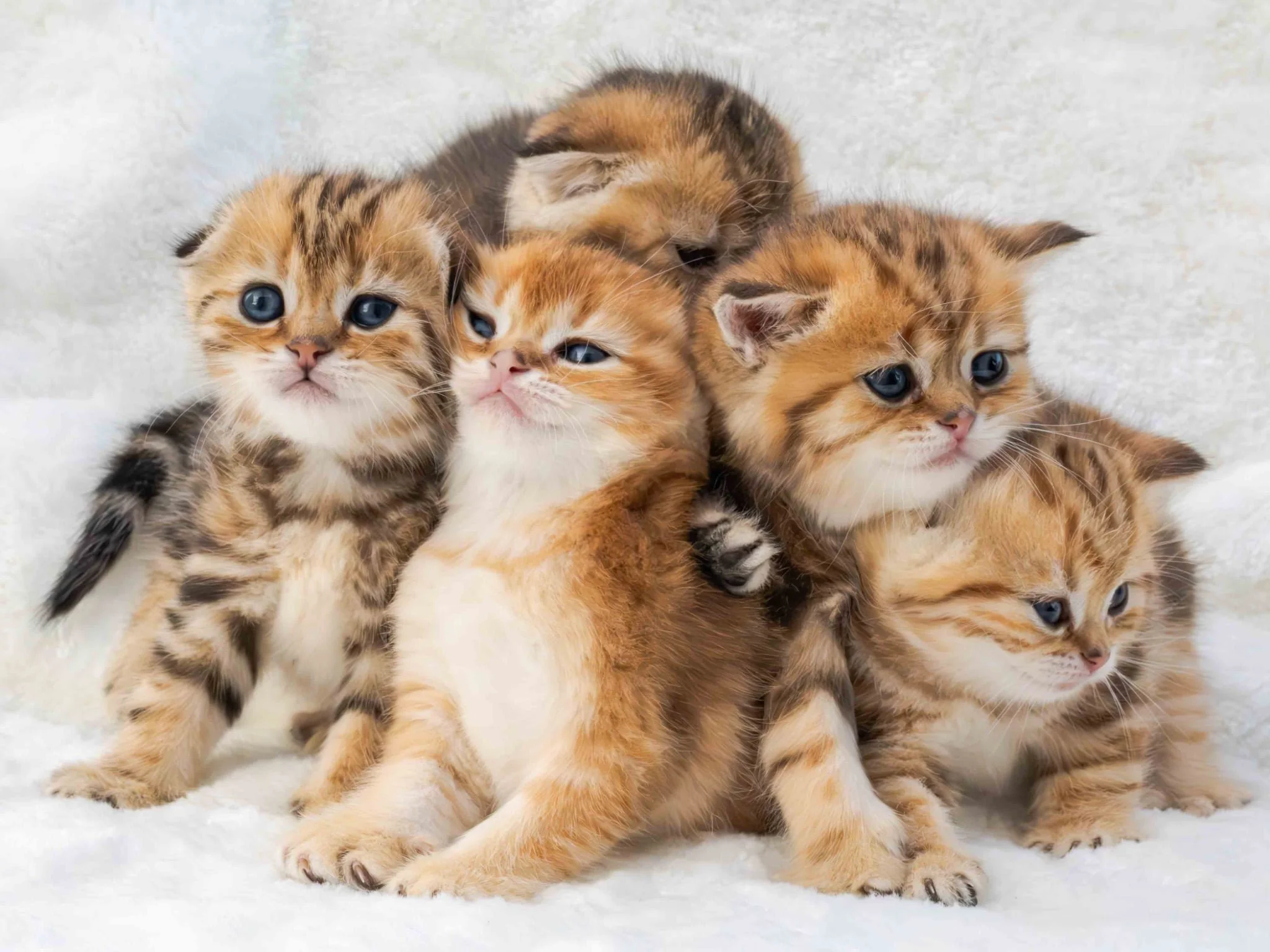 Five Scottish Fold and Scottish Straight kittens in black and golden shaded colors from a previous PurrfectlyFold litter.