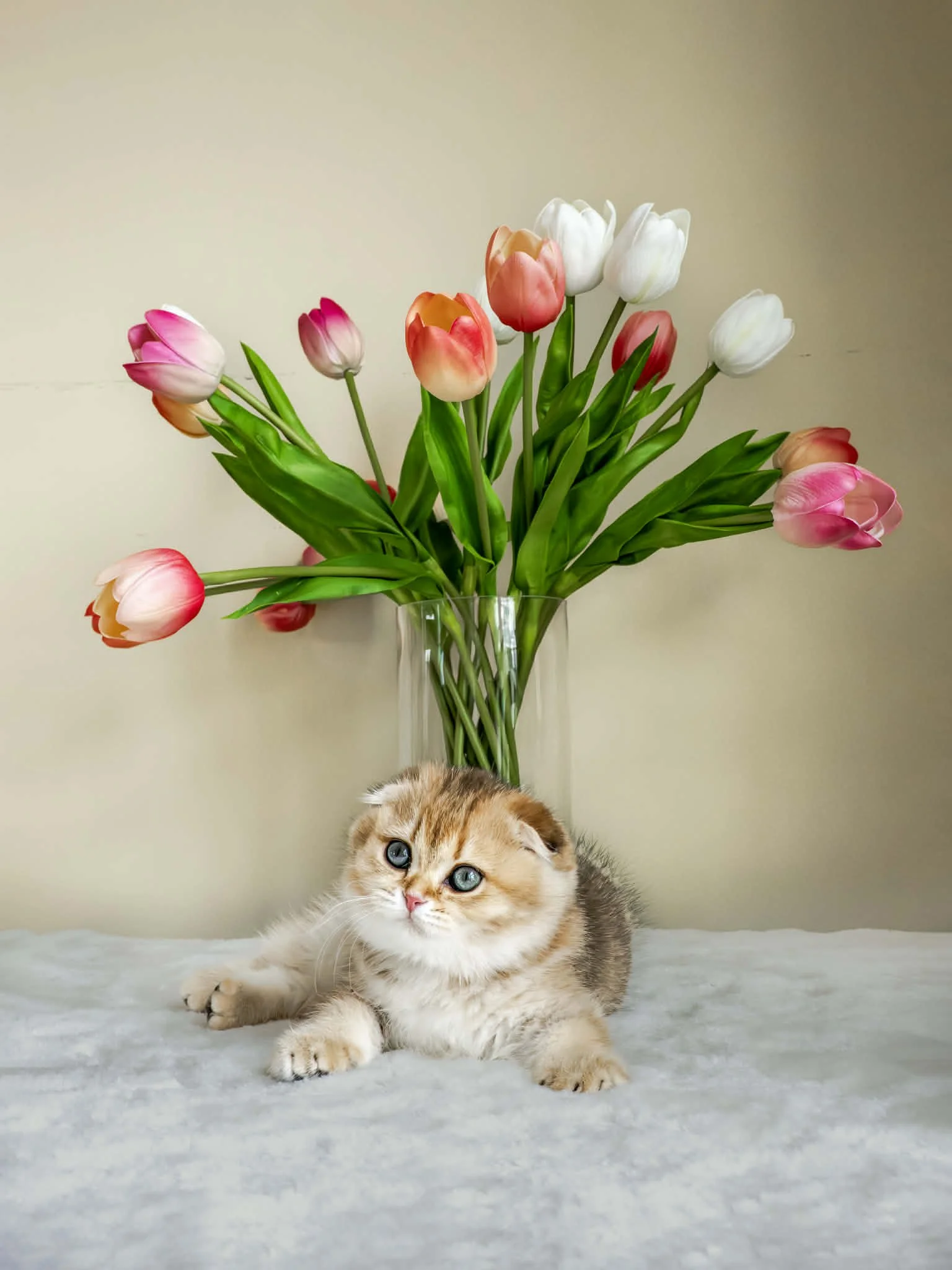 Malden Litter F - Fiona Scottish Fold Black Golden Shaded ny 25 DOB 1.10.2026