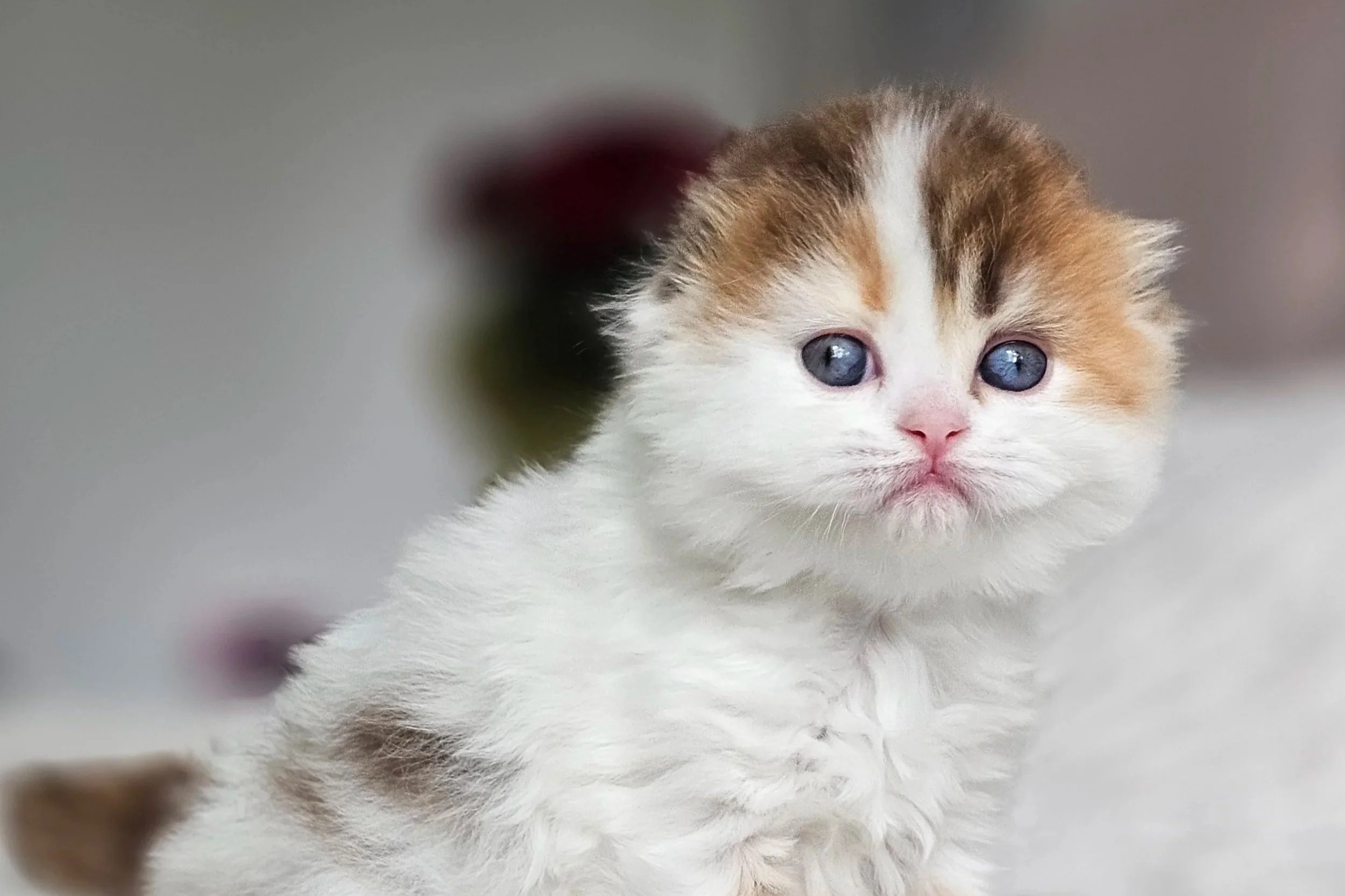 Understanding Cat Colors: Pigments and Dilution