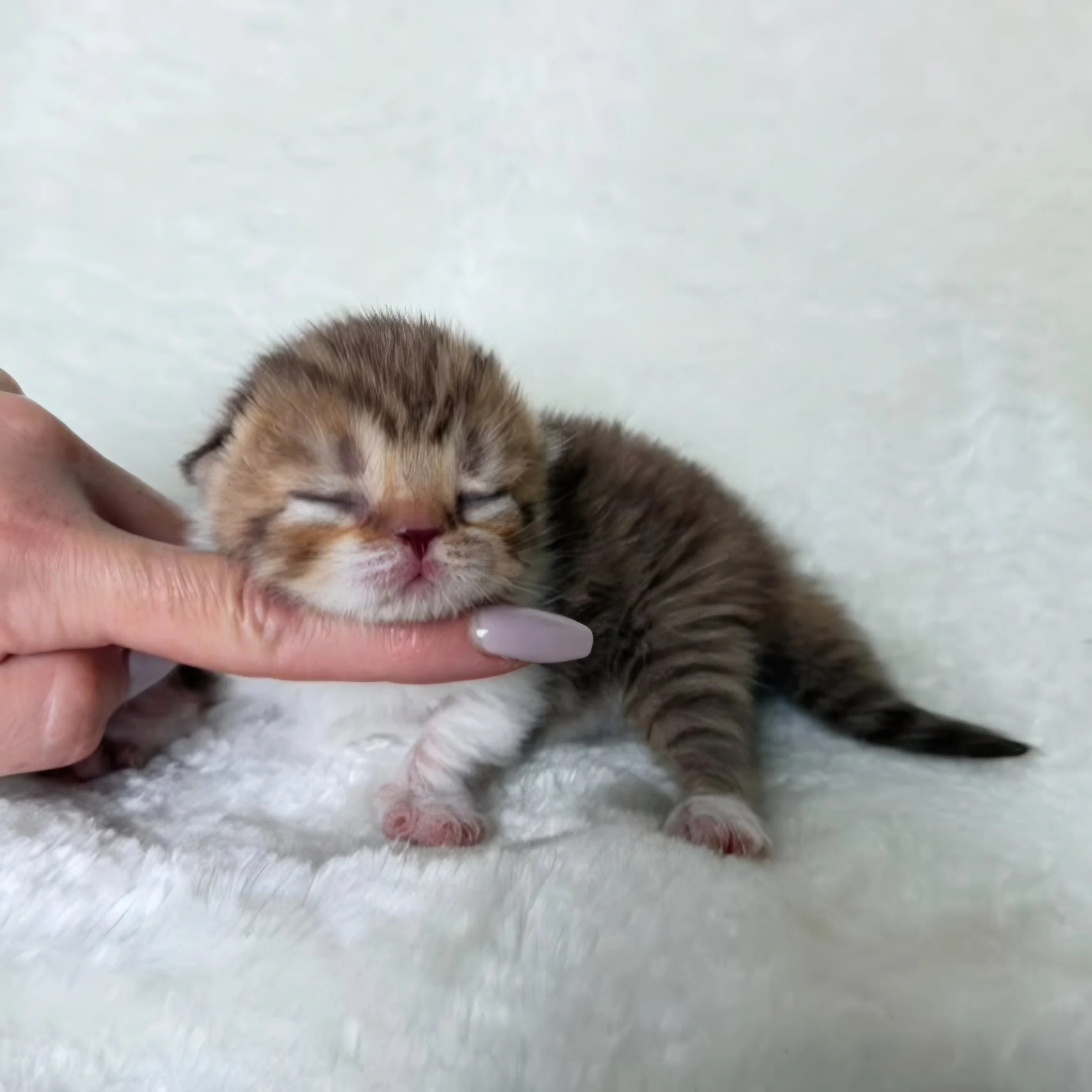 Chocolate or cinnamon bicolor tabby female Scottish Straight British Shorthair kitten, born September 9, 2026