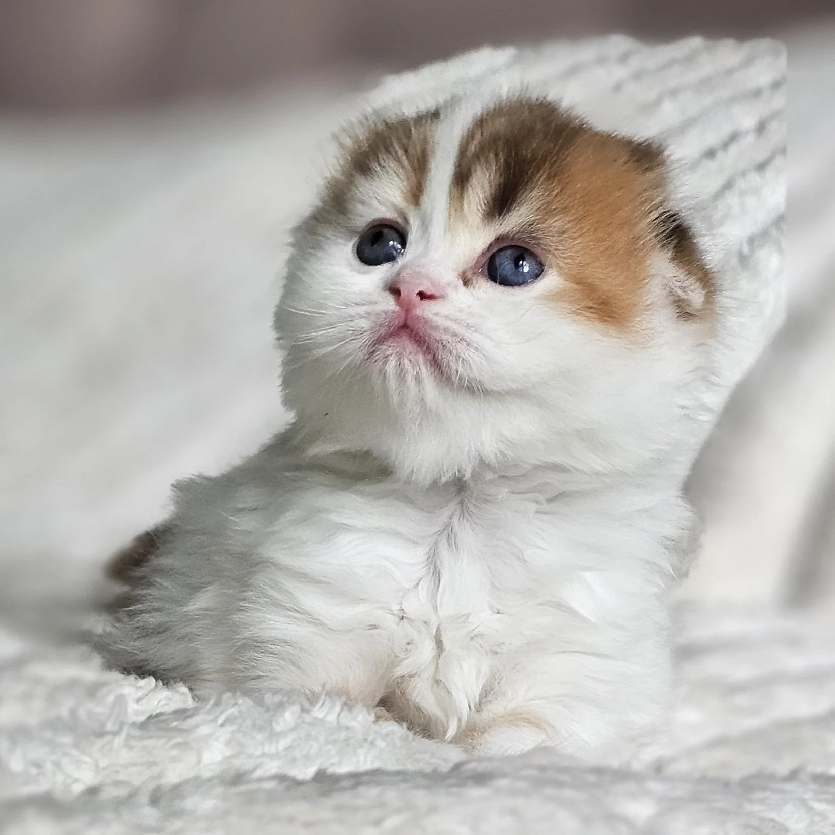 Scottish Fold Female Red and Black Long Hair