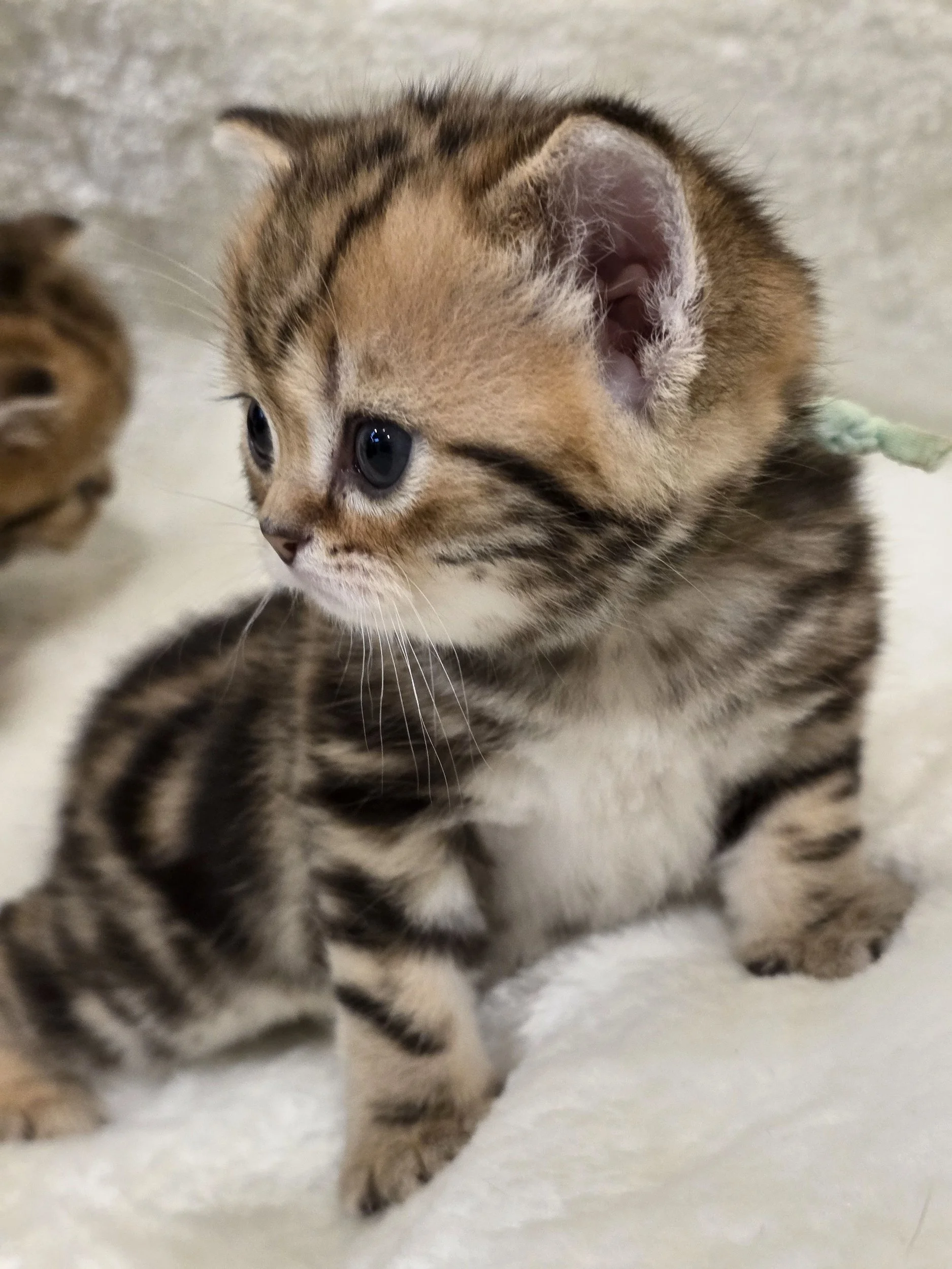 Scottish Straight Black Golden Classic Tabby Male SFS 71 ny 22