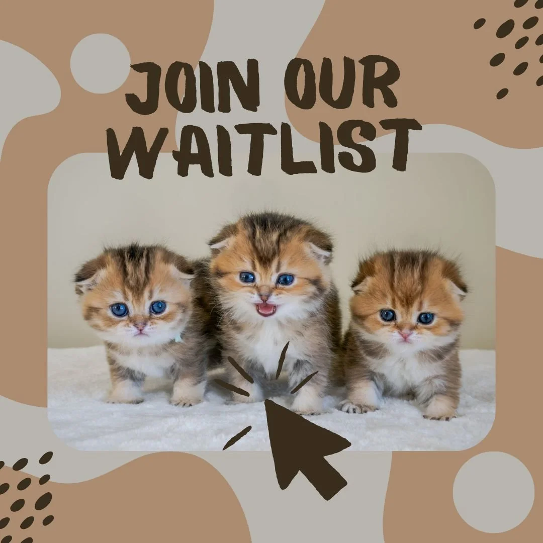 Three Scottish Fold kittens with Join Our Waitlist at PurrfectlyFold Cattery