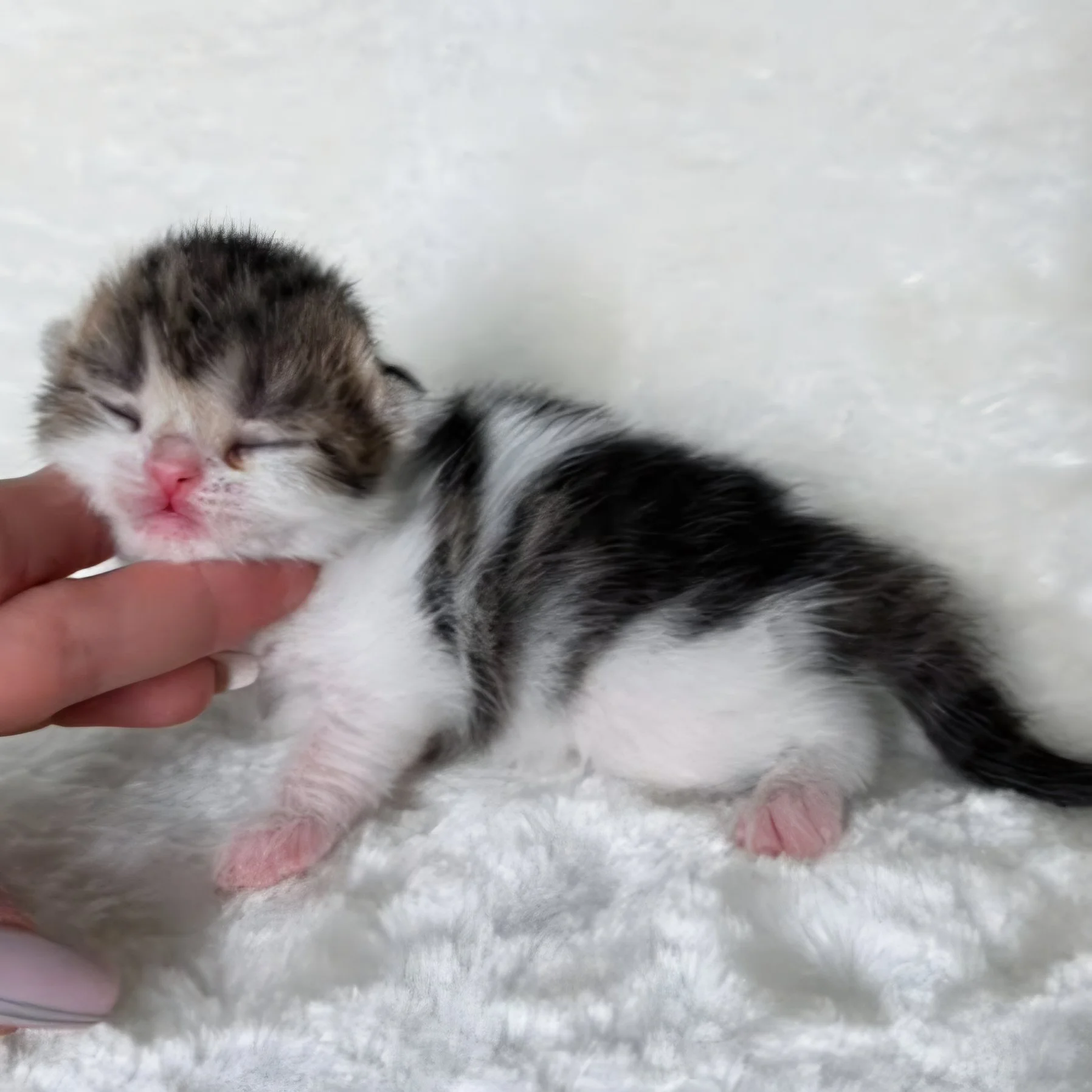 Brown bicolor male Scottish Straight British Shorthair kitten, born September 9, 2026