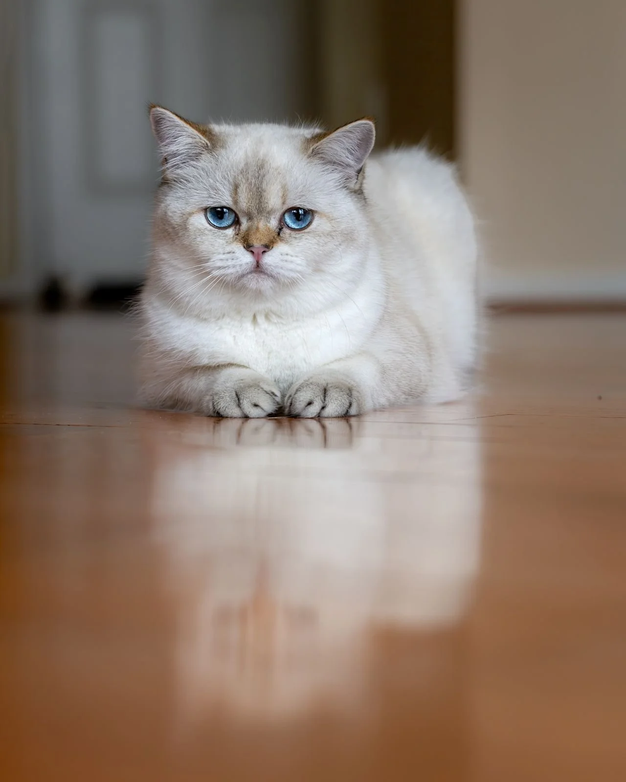 Dam: Maisie - Scottish straight color point