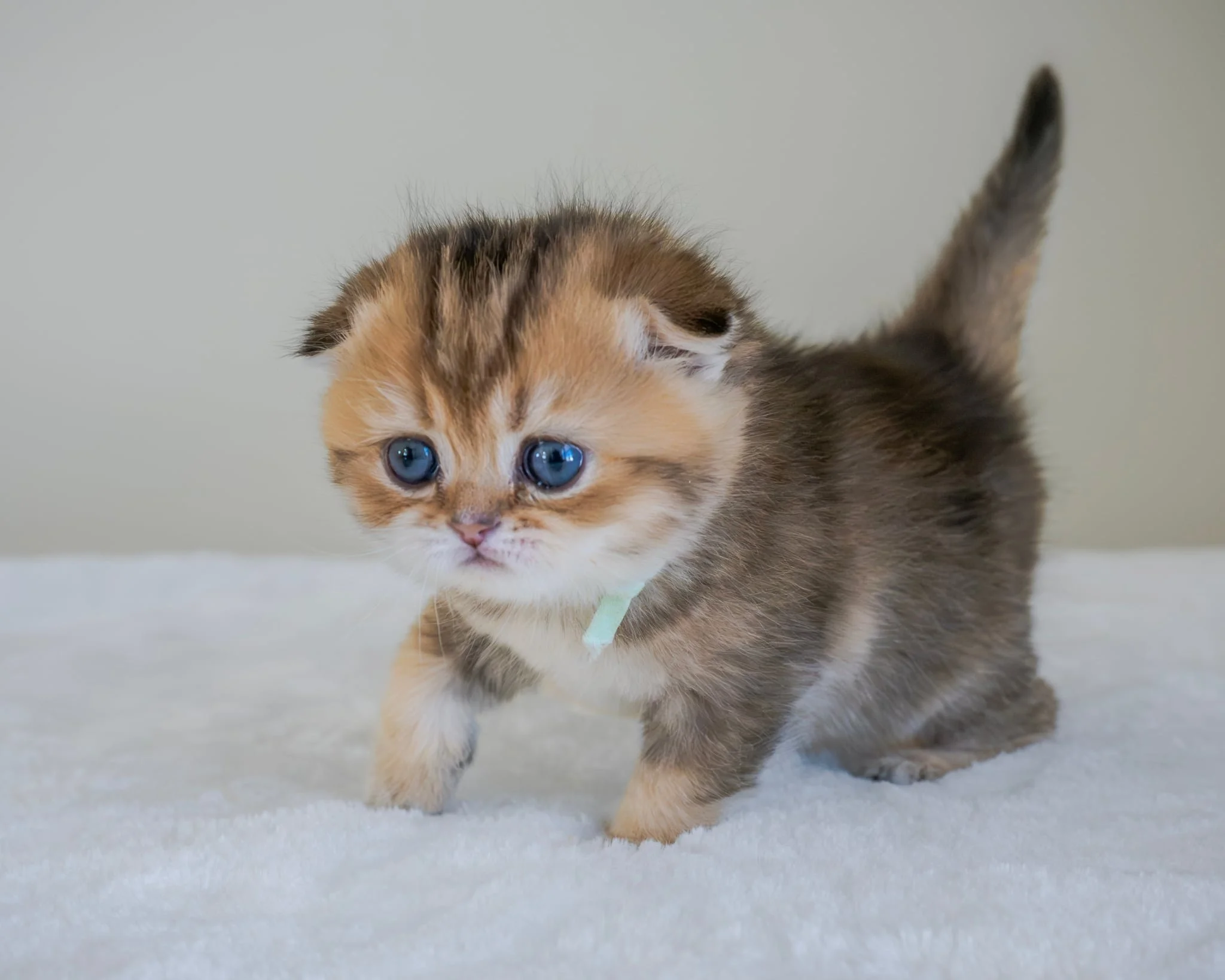 Flora - Female Scottish Fold Short Hair Black Golden Shaded (SFSny25). RESERVED