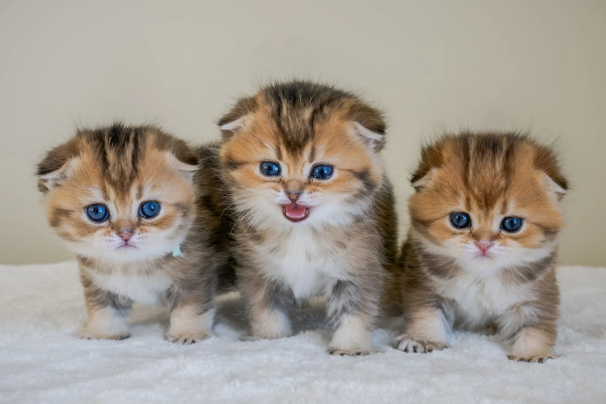 Litter F - black golden shaded ny 25 Fiona, Faye, Flora DOB 1.10.2026
