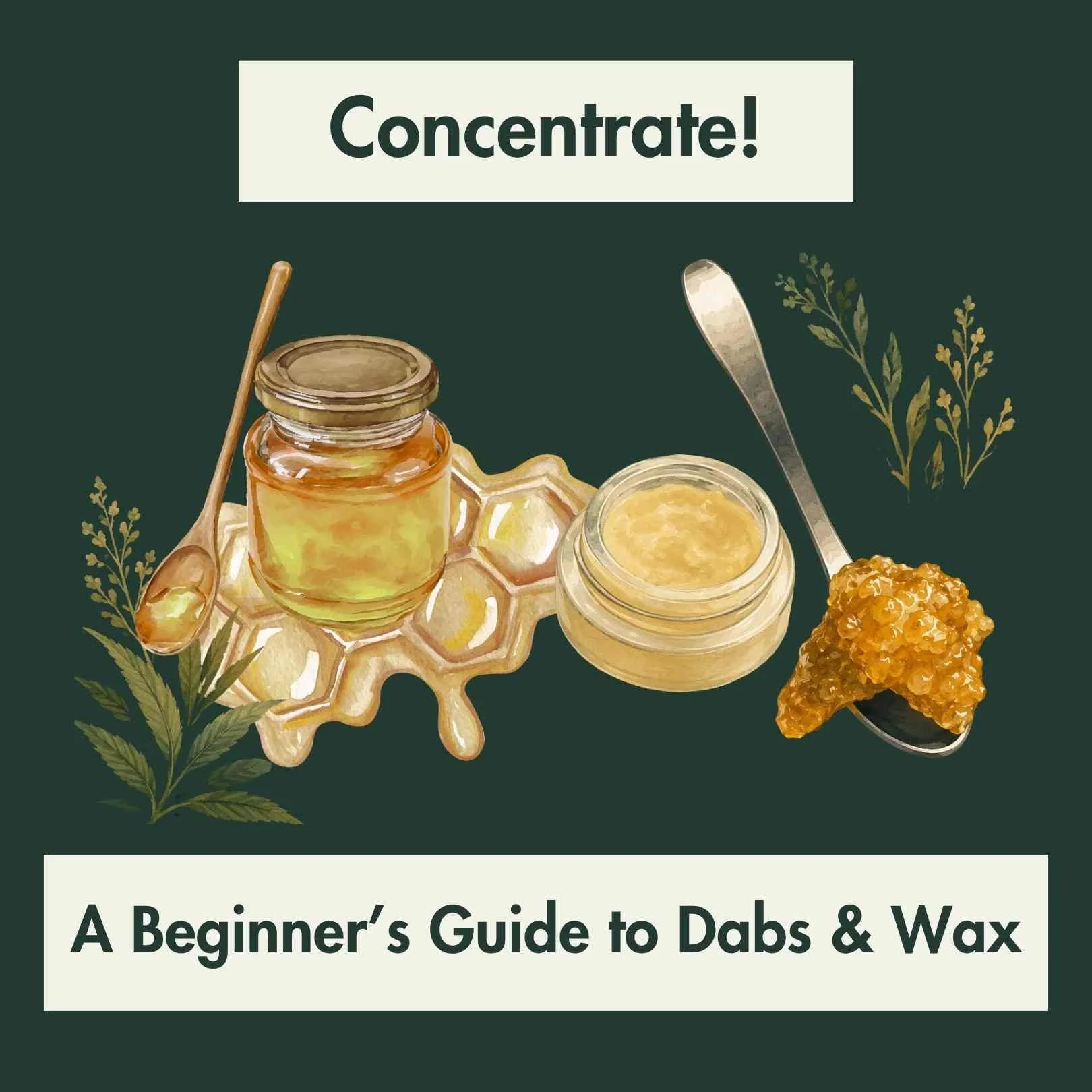 Cannabis Concentrates: Sugar, Crumble, Badder, and Live Rosin