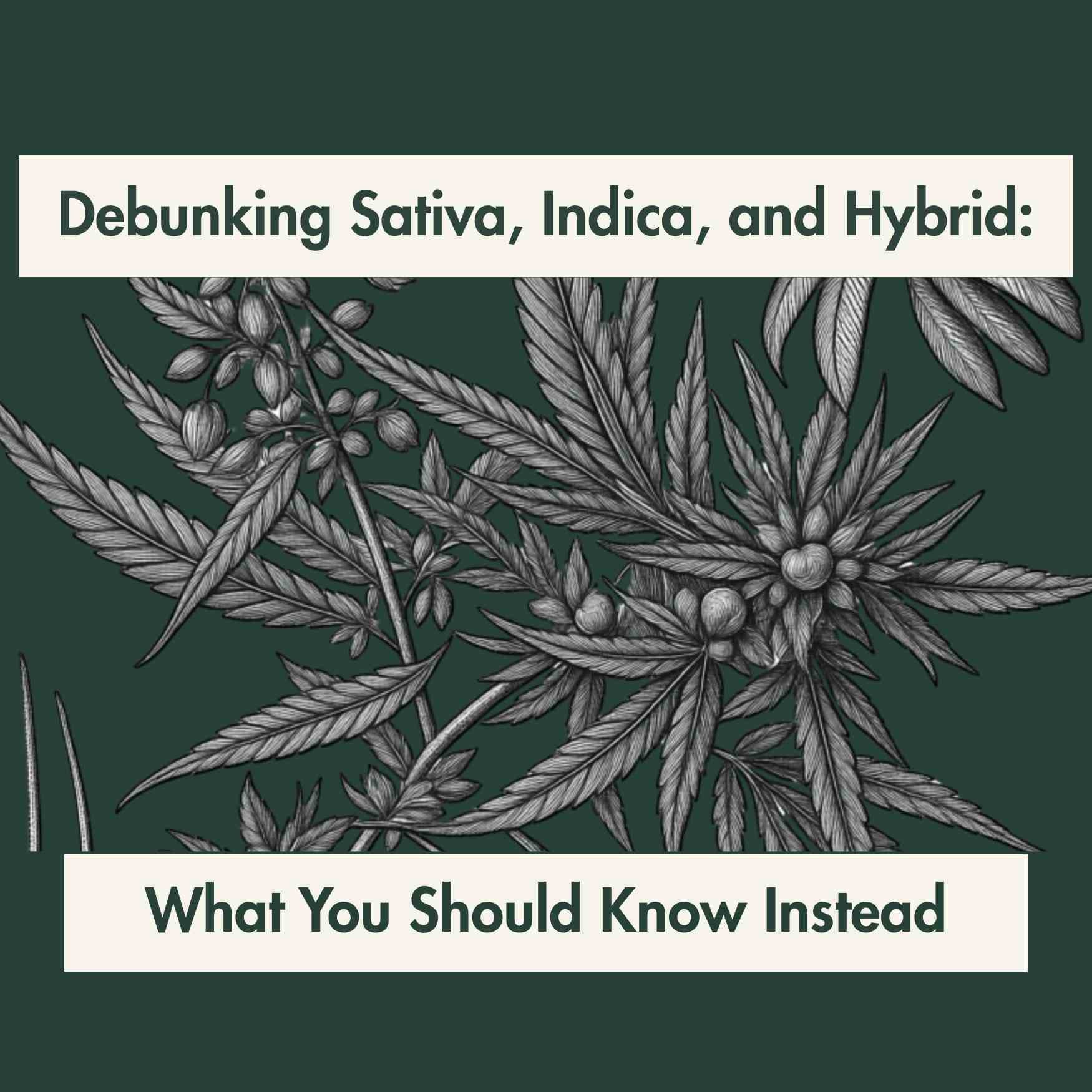 Debunking Sativa, Indica, and Hybrid: What You Should Know Instead