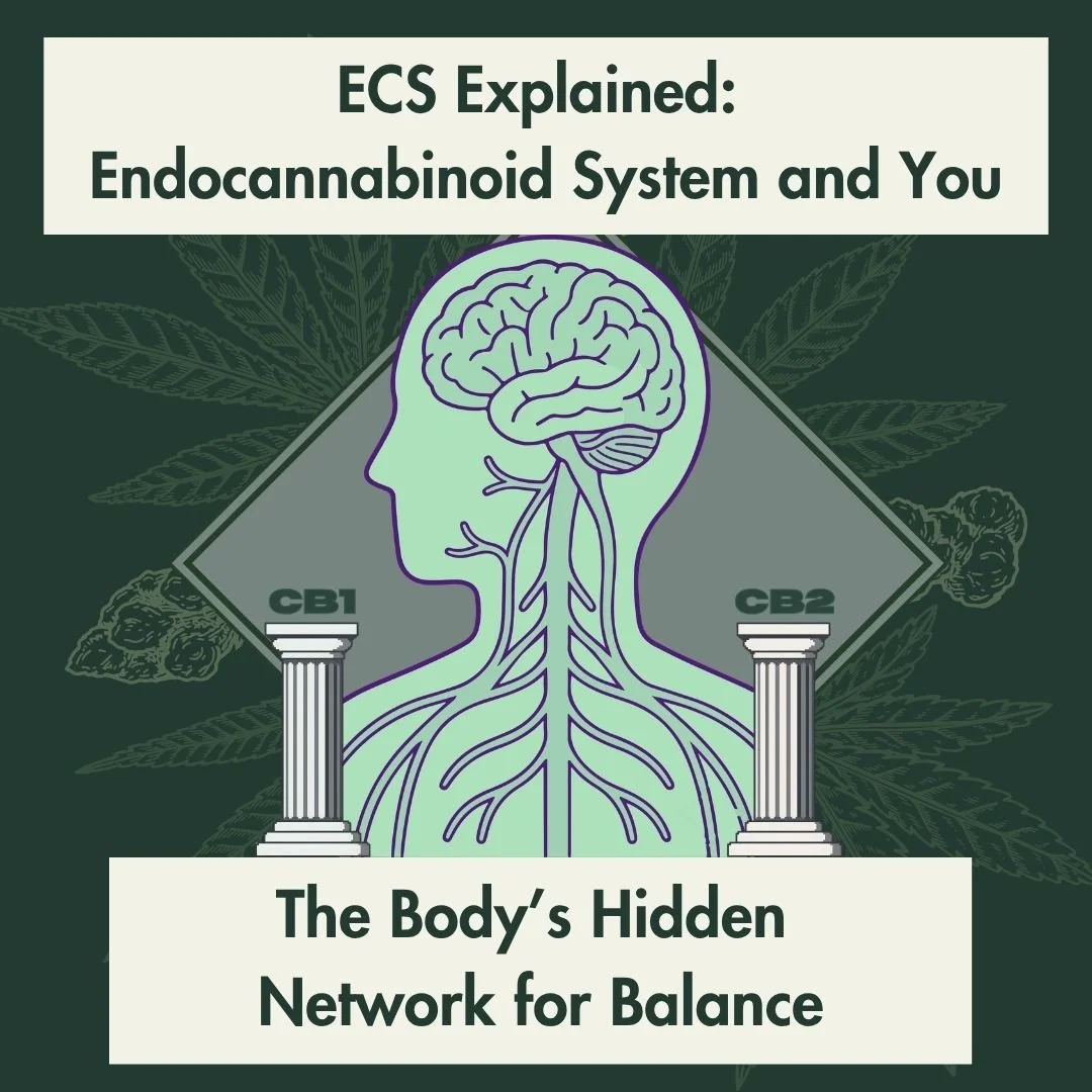 The Endocannabinoid System: The Body’s Hidden Network for Balance