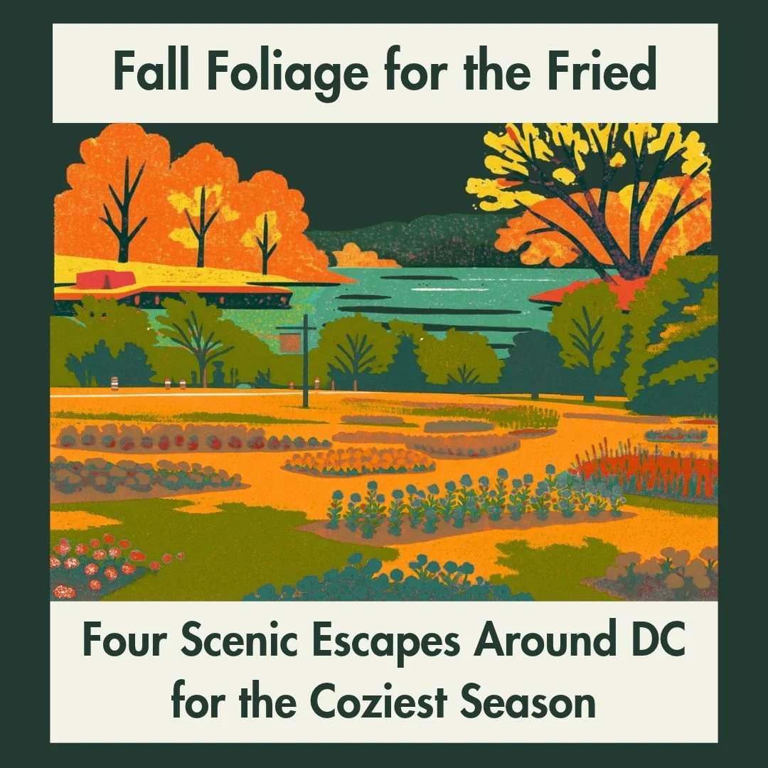 Fall Foliage &amp; Feel-Good Finds: Four Scenic Escapes Around DC for the Coziest Season 