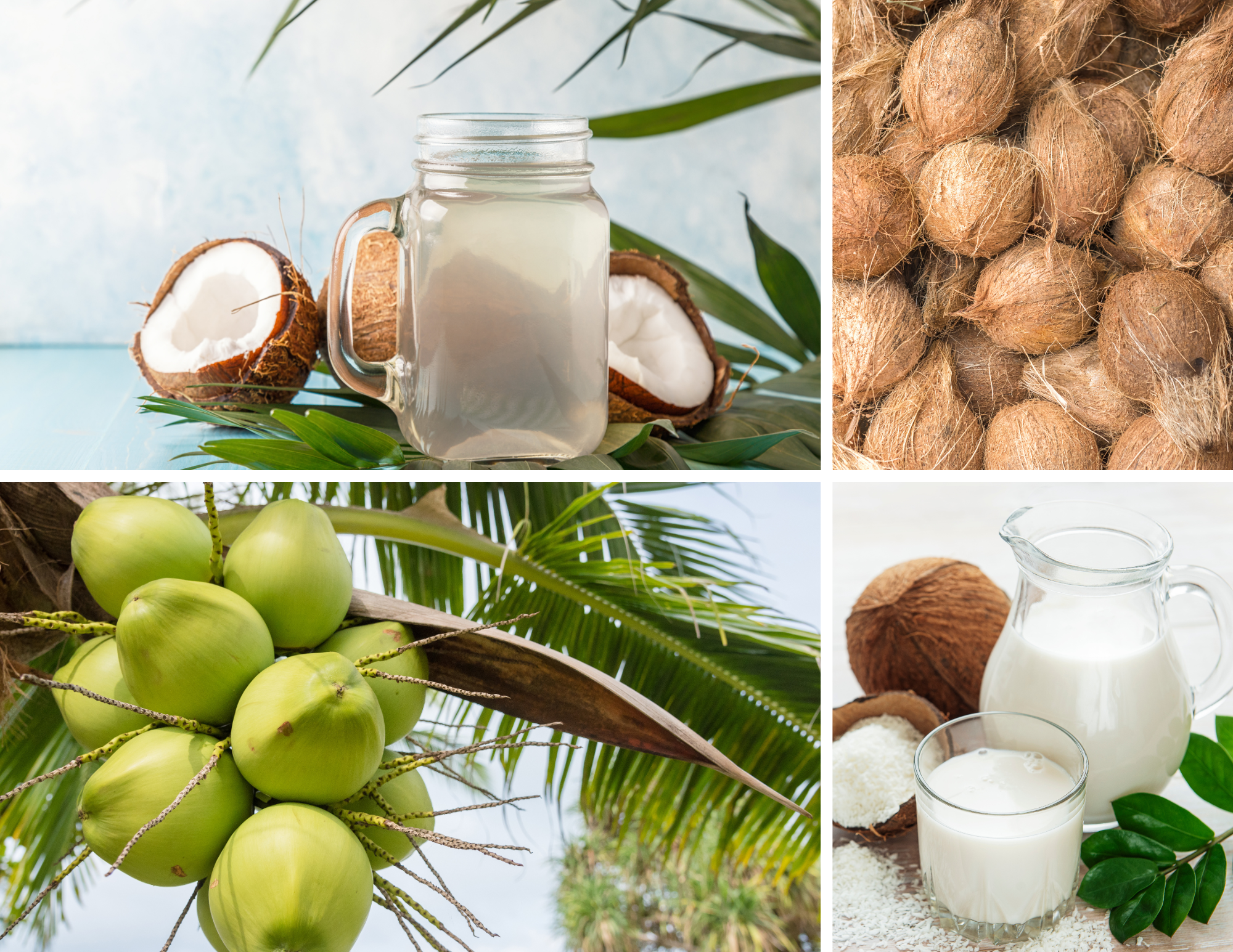 🥥 Coconut Is No Longer an Allergen: What This Means for Beverage &amp; Food Innovation