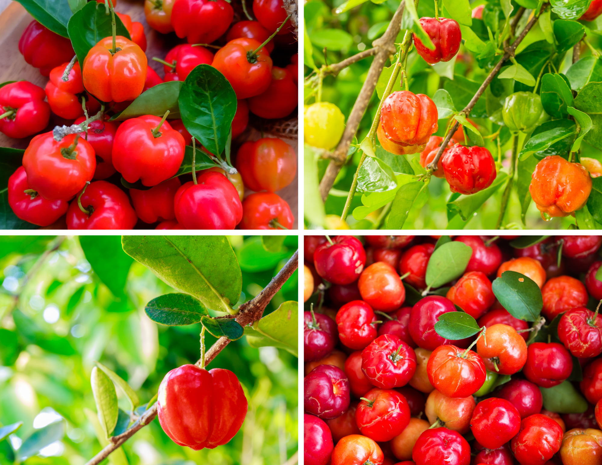 🍒 Acerola: The Natural Vitamin C Powerhouse Your Next Product Needs