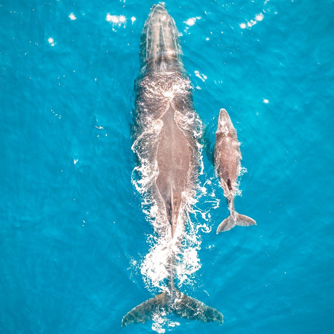 Happy Mother's Day to all the incredible moms out there! 🐋💕 Today, we celebrate the love and dedication of mothers everywhere, just like this beautiful whale and her calf. Thank you for everything you do! 

#mothersday #motherlylove #localcatch143 