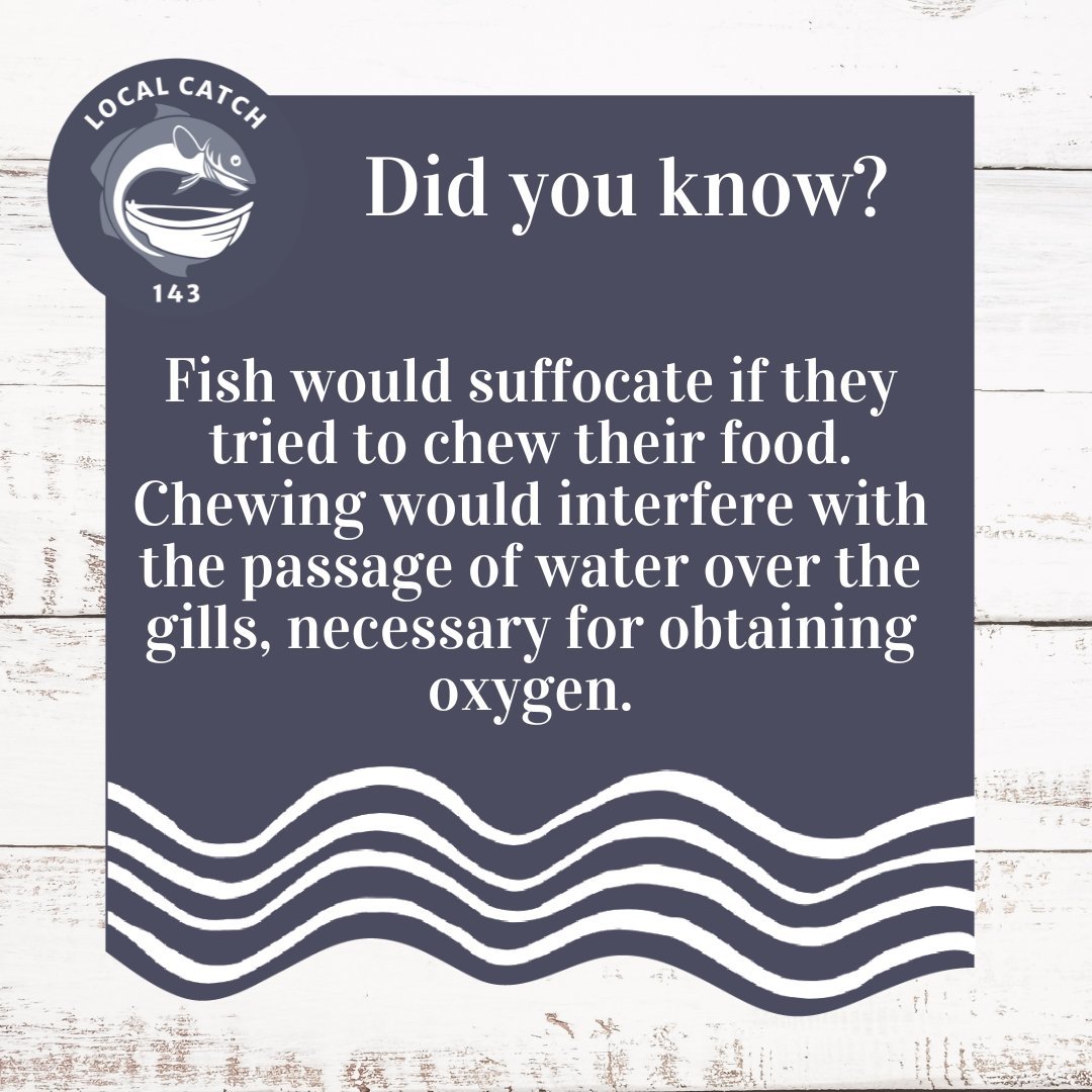 Ever wondered if fish chew their food? 🤔 

Turns out, they can't! Chewing would interfere with their gill function, vital for breathing. Carnivorous fish like sharks use their teeth to swallow prey whole, while bottom dwellers crush shellfish with t