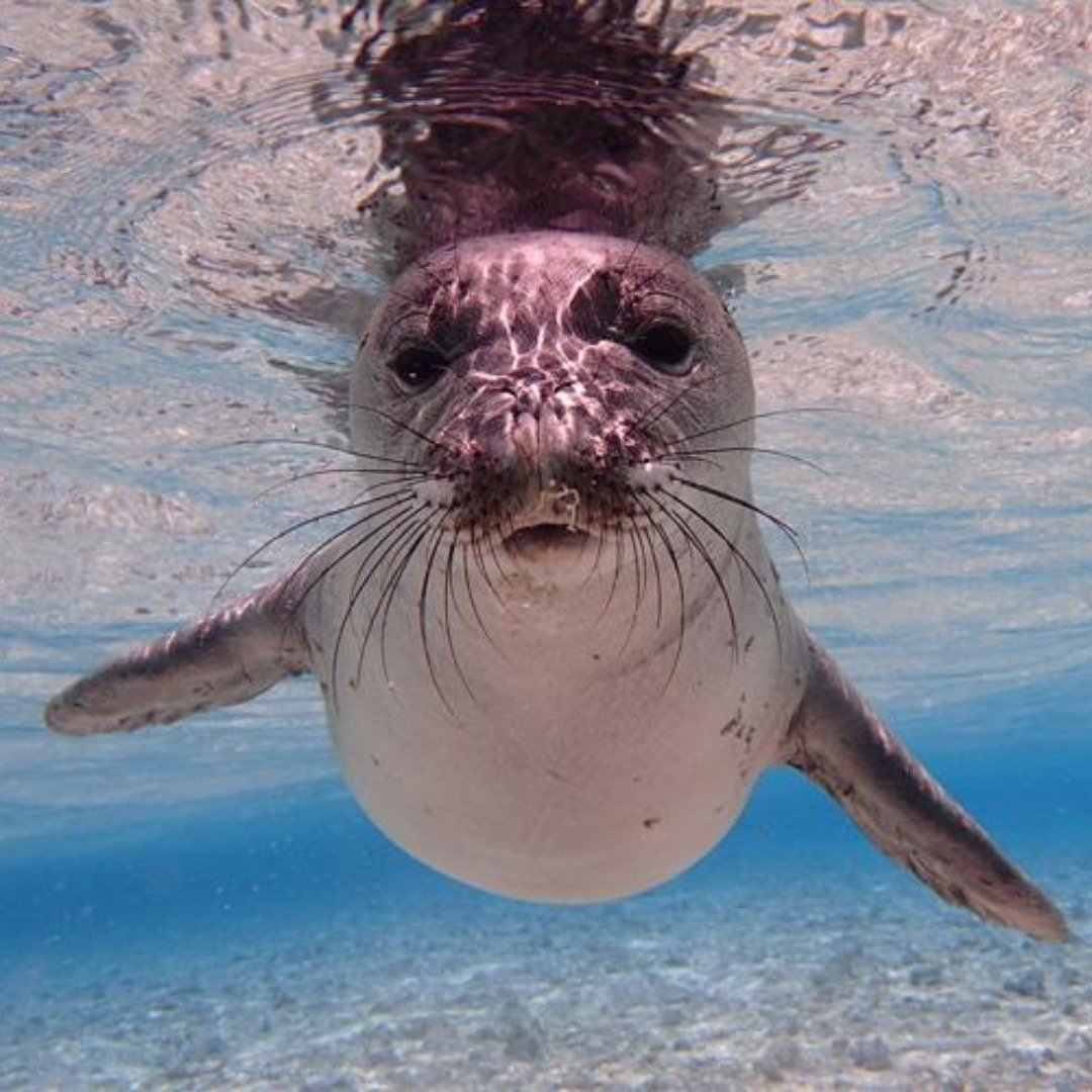 On Endangered Species Day, we&rsquo;re highlighting a few of the remarkable creatures facing threats: the majestic Hawaiian Monk Seal, the colossal Blue Whale, the graceful Giant Manta Ray, the beloved Green Turtle, and the iconic Queen Conch. Togeth