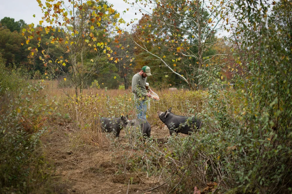 MCSFP conservationist feeding hogs