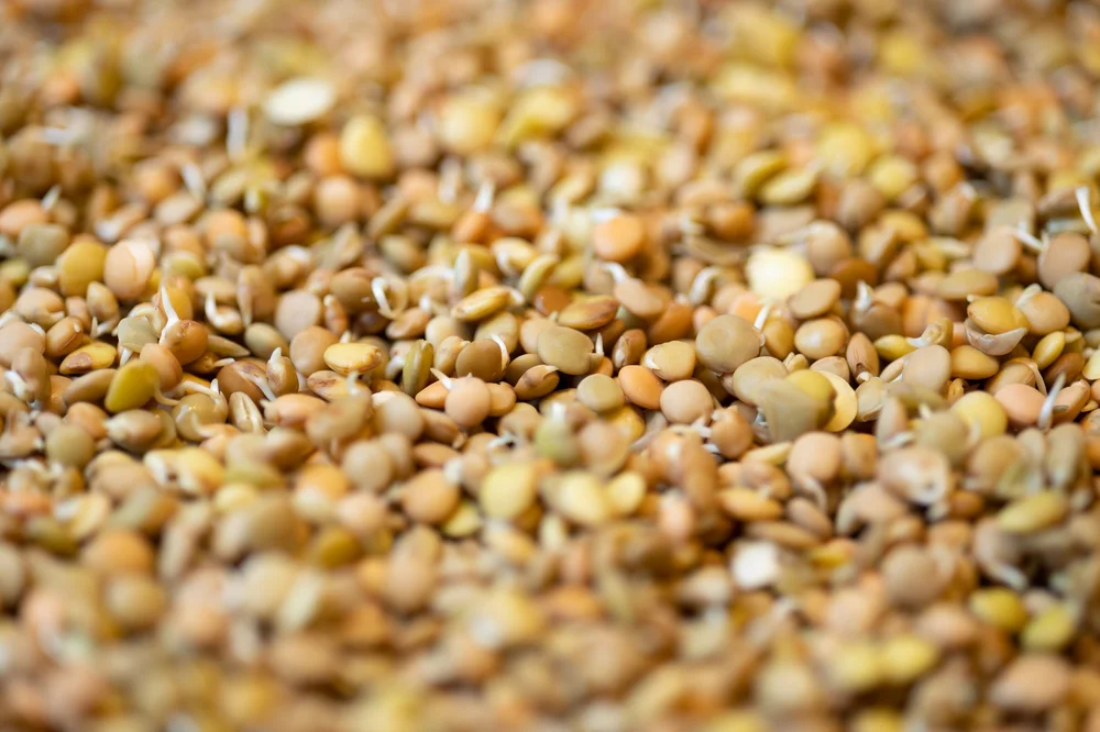 Gekeimte Einzelkomponenten — Keimkraft