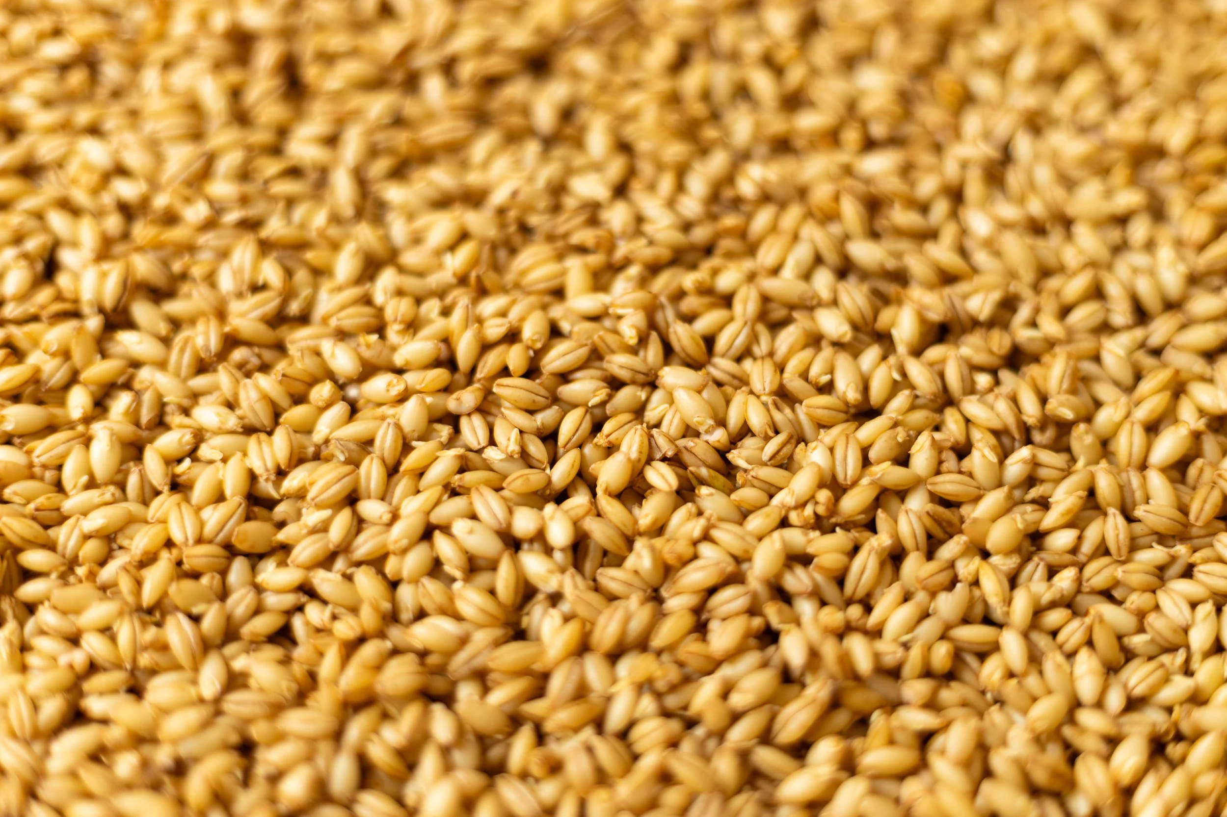 Nacktgerste gekeimt -goldfarbige Körner