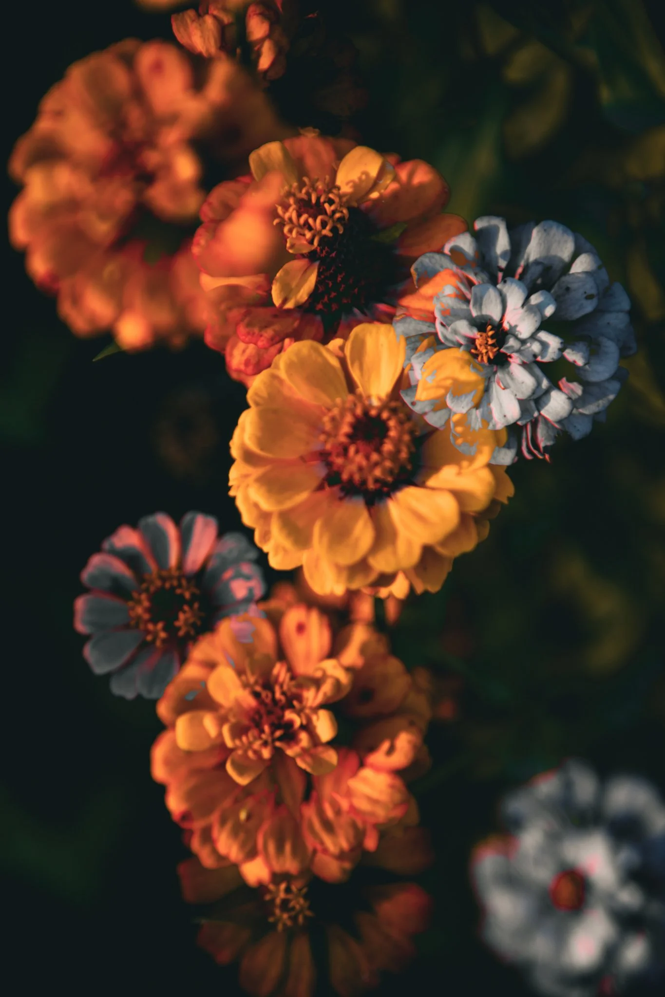 Close-up of colorful flowers, including orange and yellow blossoms, with dark background and soft lighting.