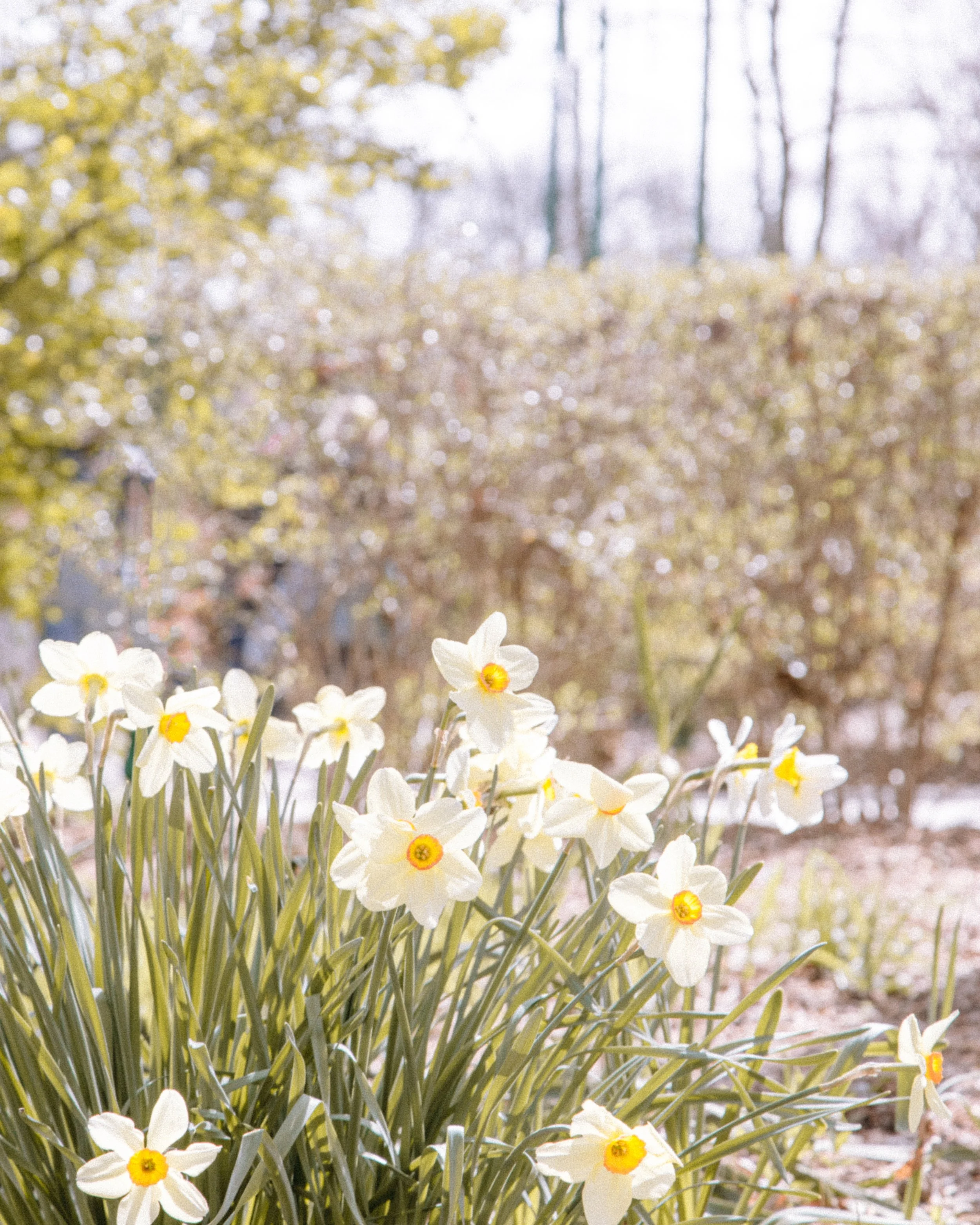 A cluster of white flowers with yellow and red centers in the foreground, with blurred yellow and leafless trees in the background.