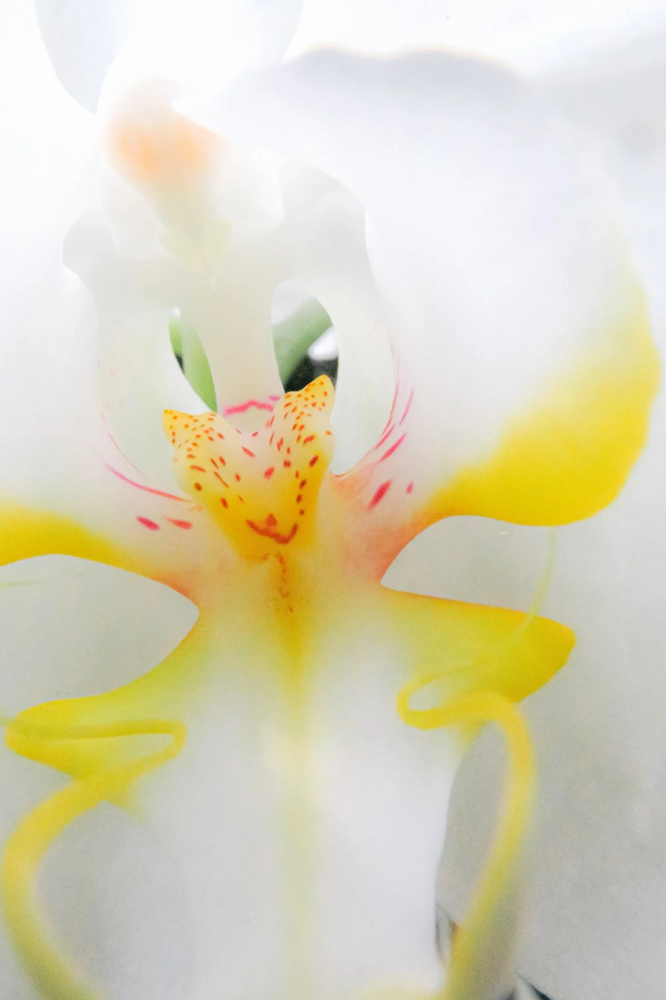 Close-up of a white orchid flower with yellow and red markings.