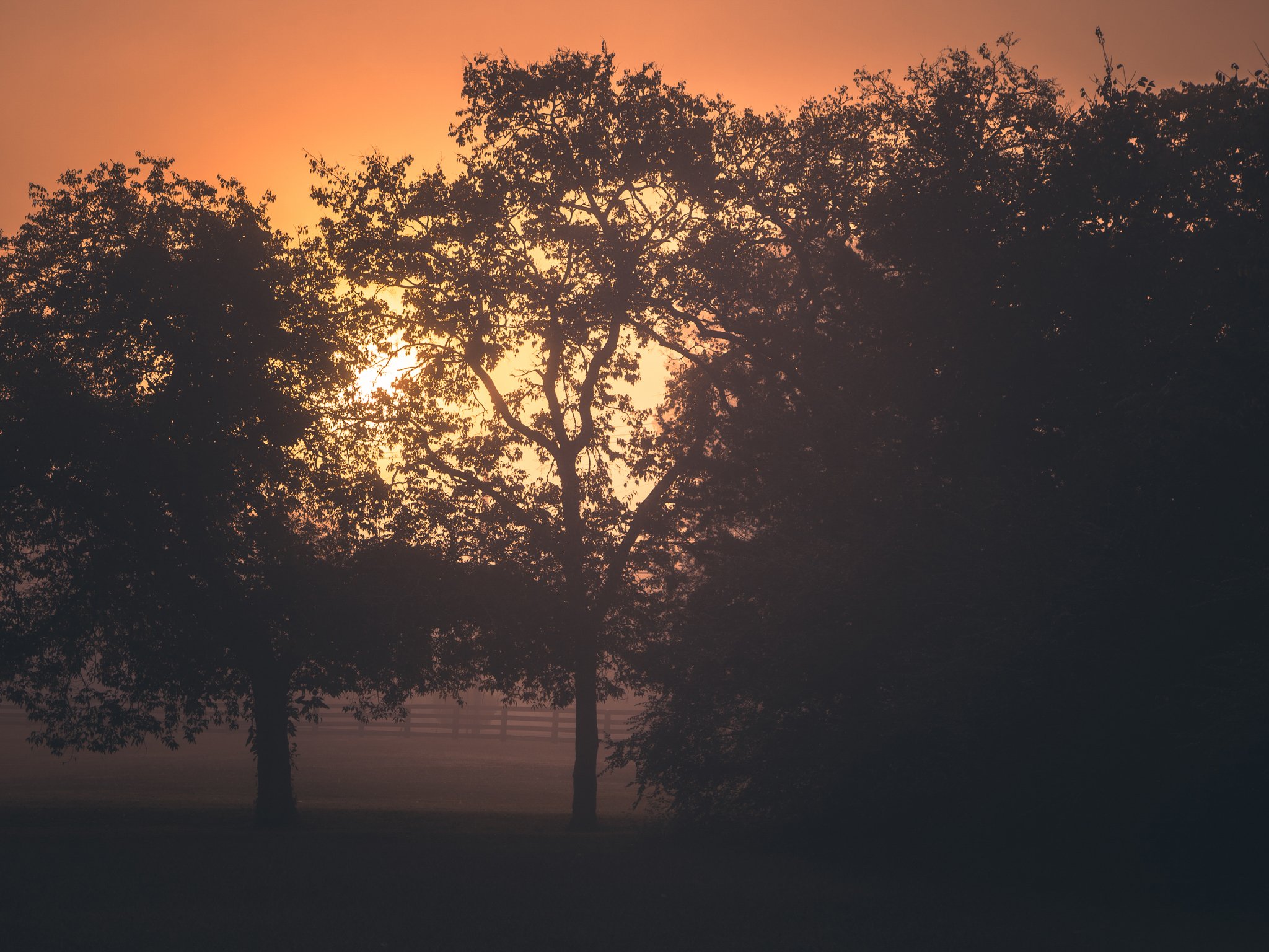 Silhouetted trees against a sunset with orange and pink hues, and a distant foggy landscape.