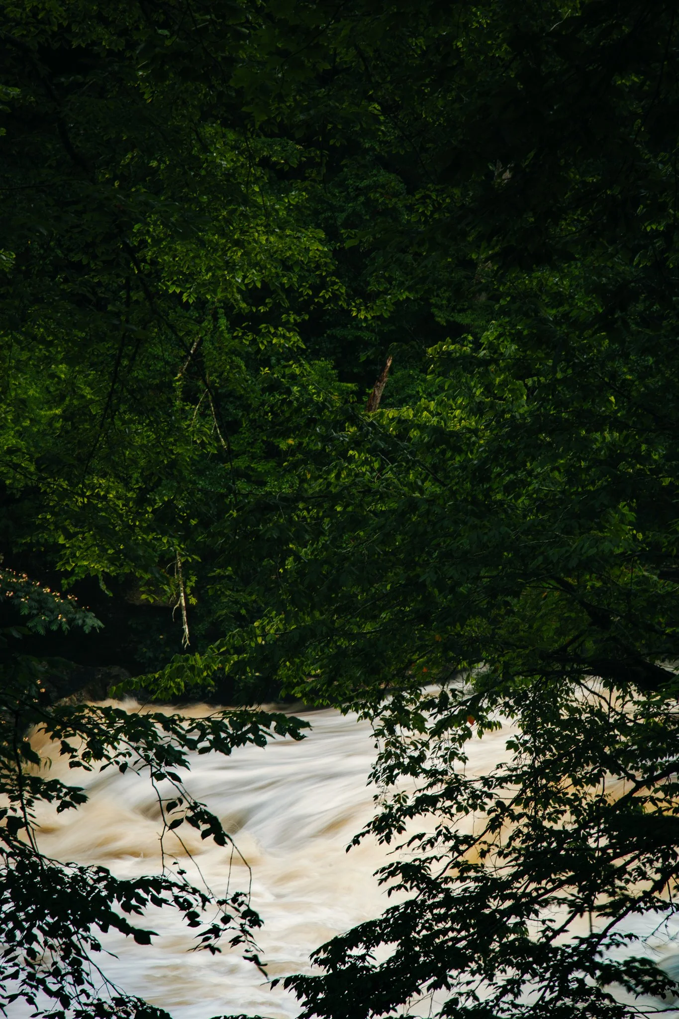 A forest scene with a river flowing through the trees.