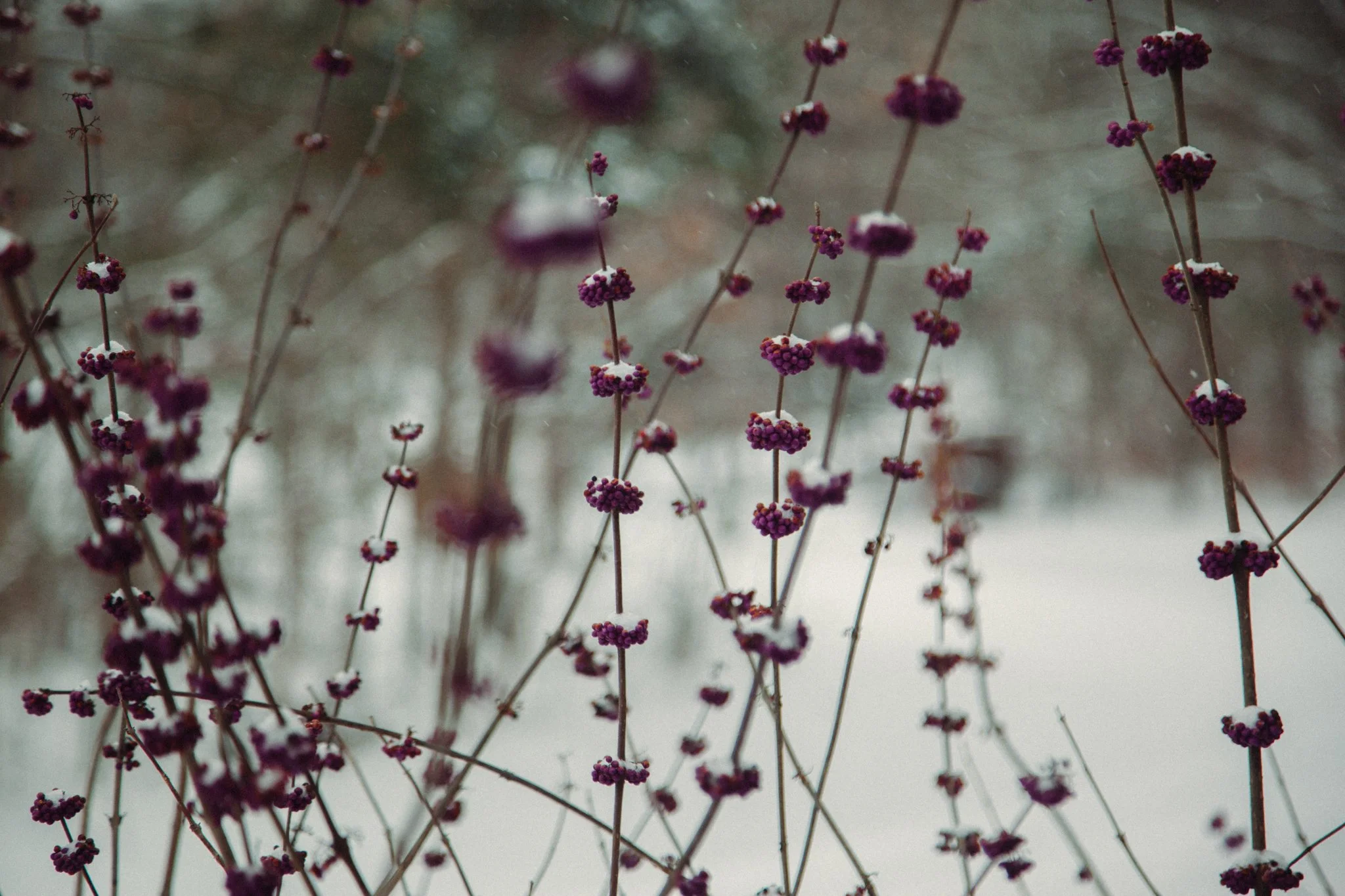 Close-up of small purple flowers with snow on top, blurred background of snow-covered plants and branches.