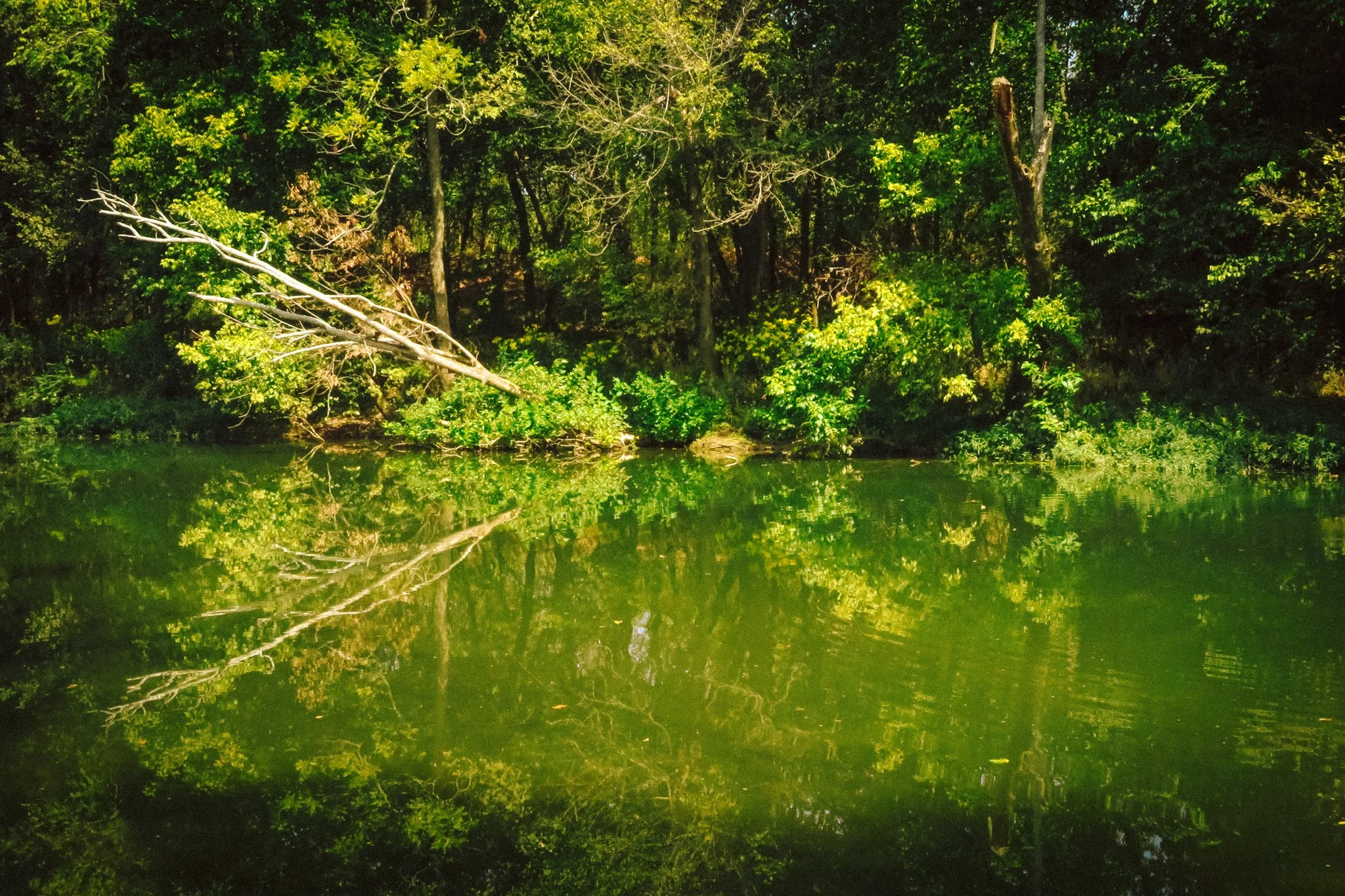 A peaceful scene of a forest reflected in a body of water, with dense green trees and some branches leaping over the water's edge.