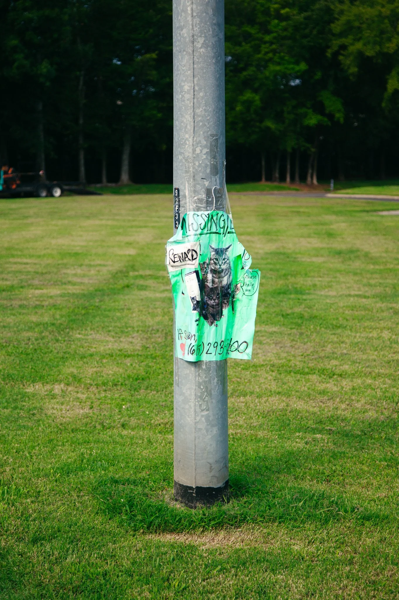 A mounting poster taped to a gray metal pole, featuring a black and white photo of a kitten and the words 'Missing' and 'Reward' with a contact phone number, in a grassy park with trees in the background in Murfreesboro, TN