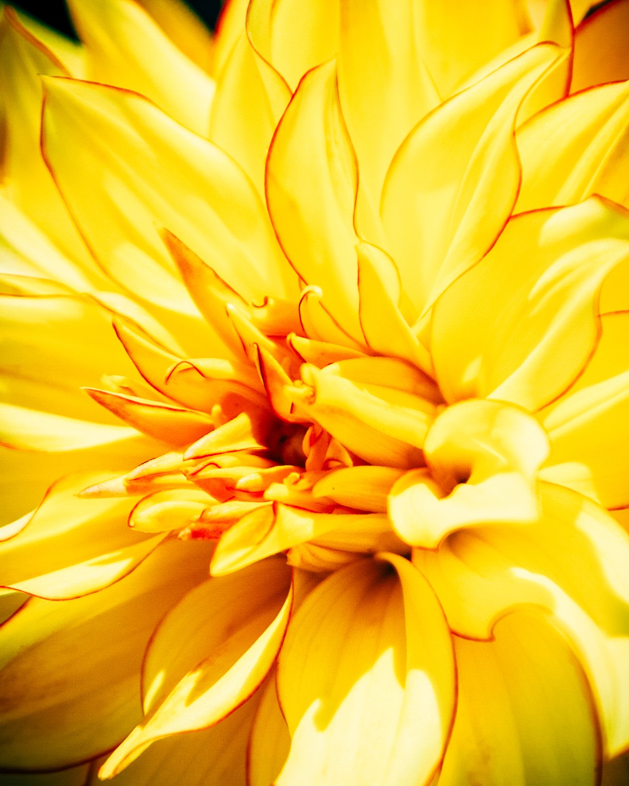 Close-up of a vibrant yellow dahlia flower with dark red edges on the petal tips.