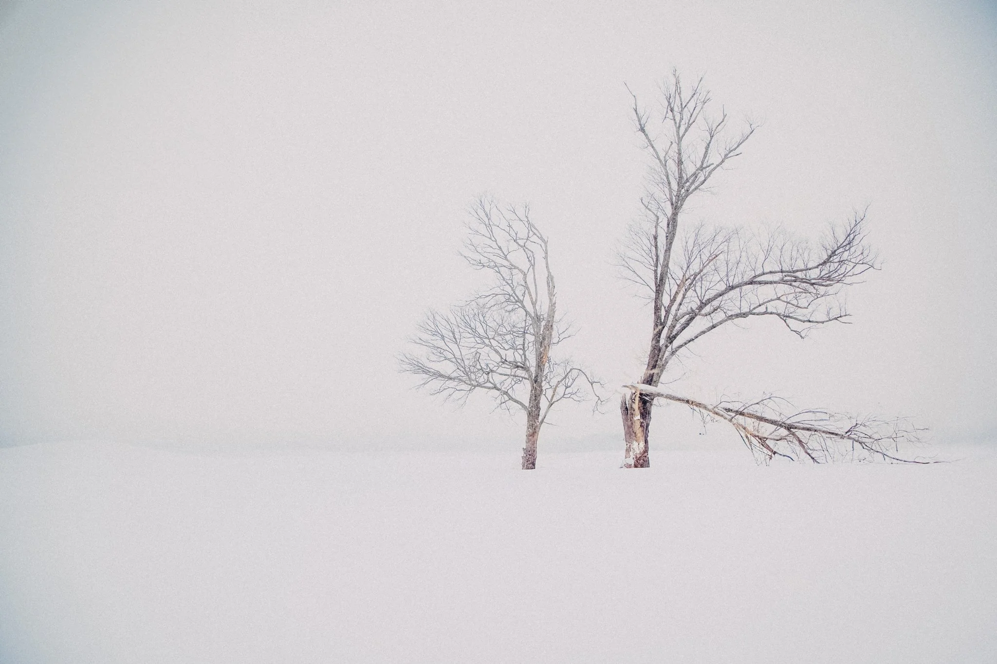 Two leafless trees stand in a foggy, snowy landscape with a muted, overcast sky.