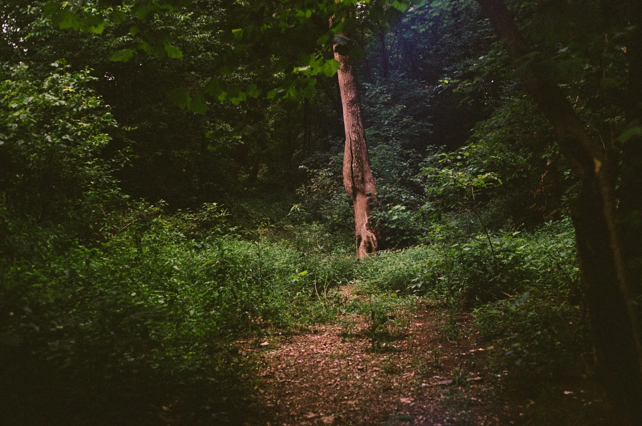 A wooded forest scene with a tall tree at the center, surrounded by dense green foliage and a dirt path on the ground.