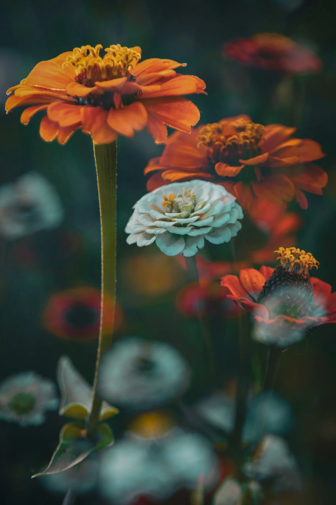 Close-up of orange and white flowers with dark background