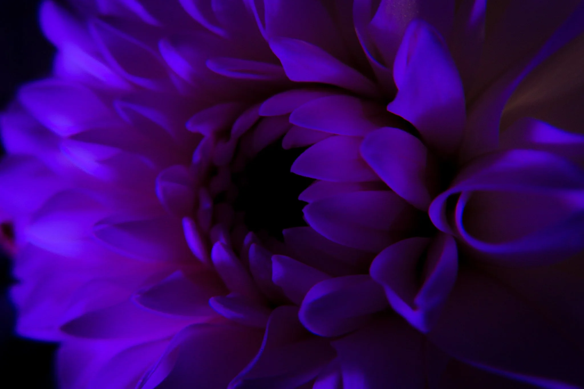 Close-up of purple and pink flower petals illuminated in low light.