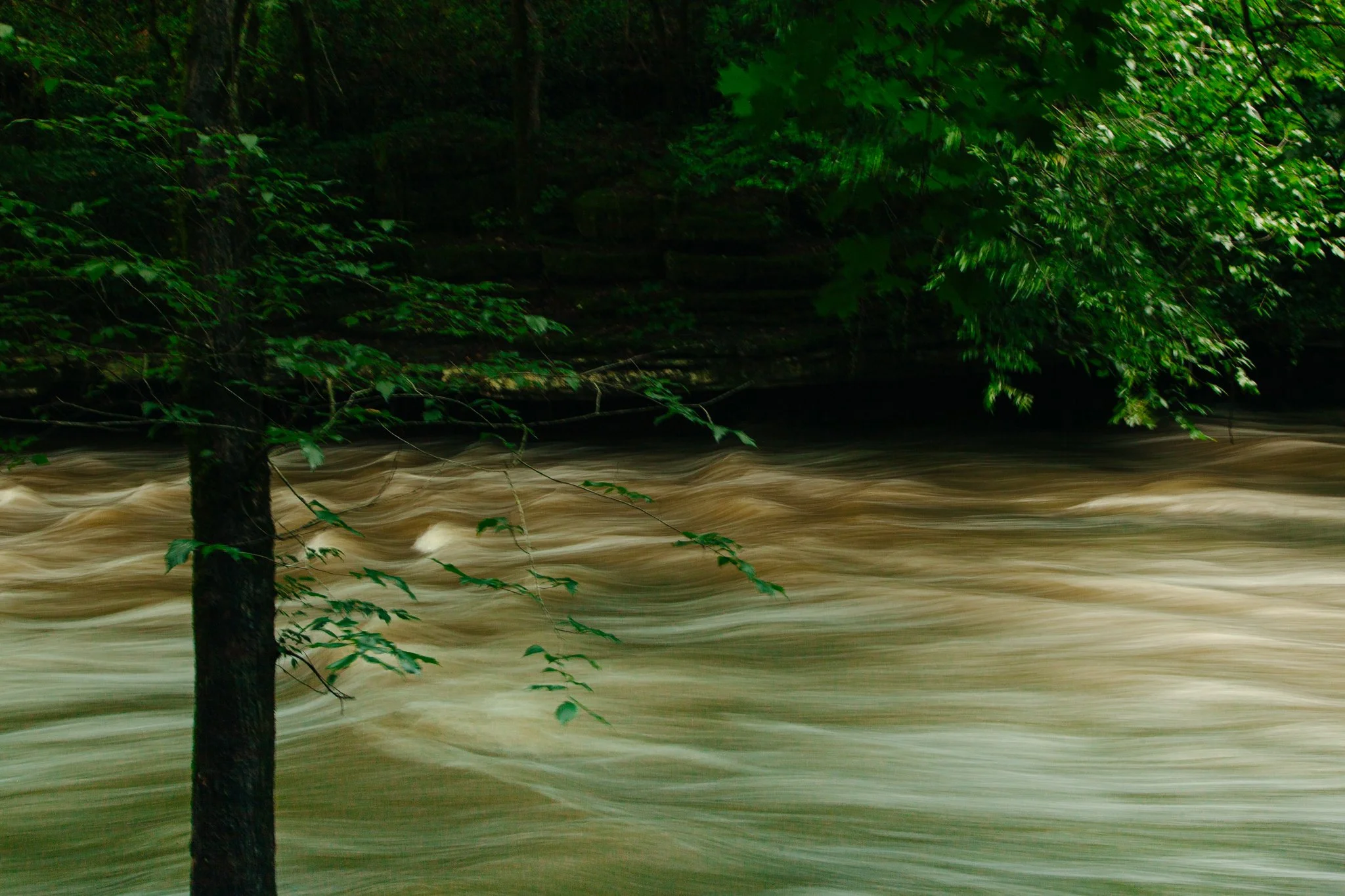 Floodwaters moving rapidly through a forested area with trees and dense green foliage.