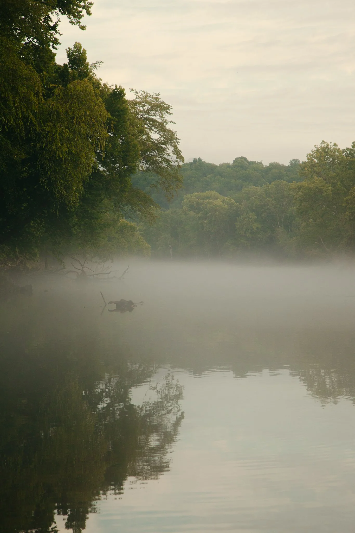 A foggy river scene with water reflecting trees on the banks and floating logs, with dense trees and foliage on both sides.