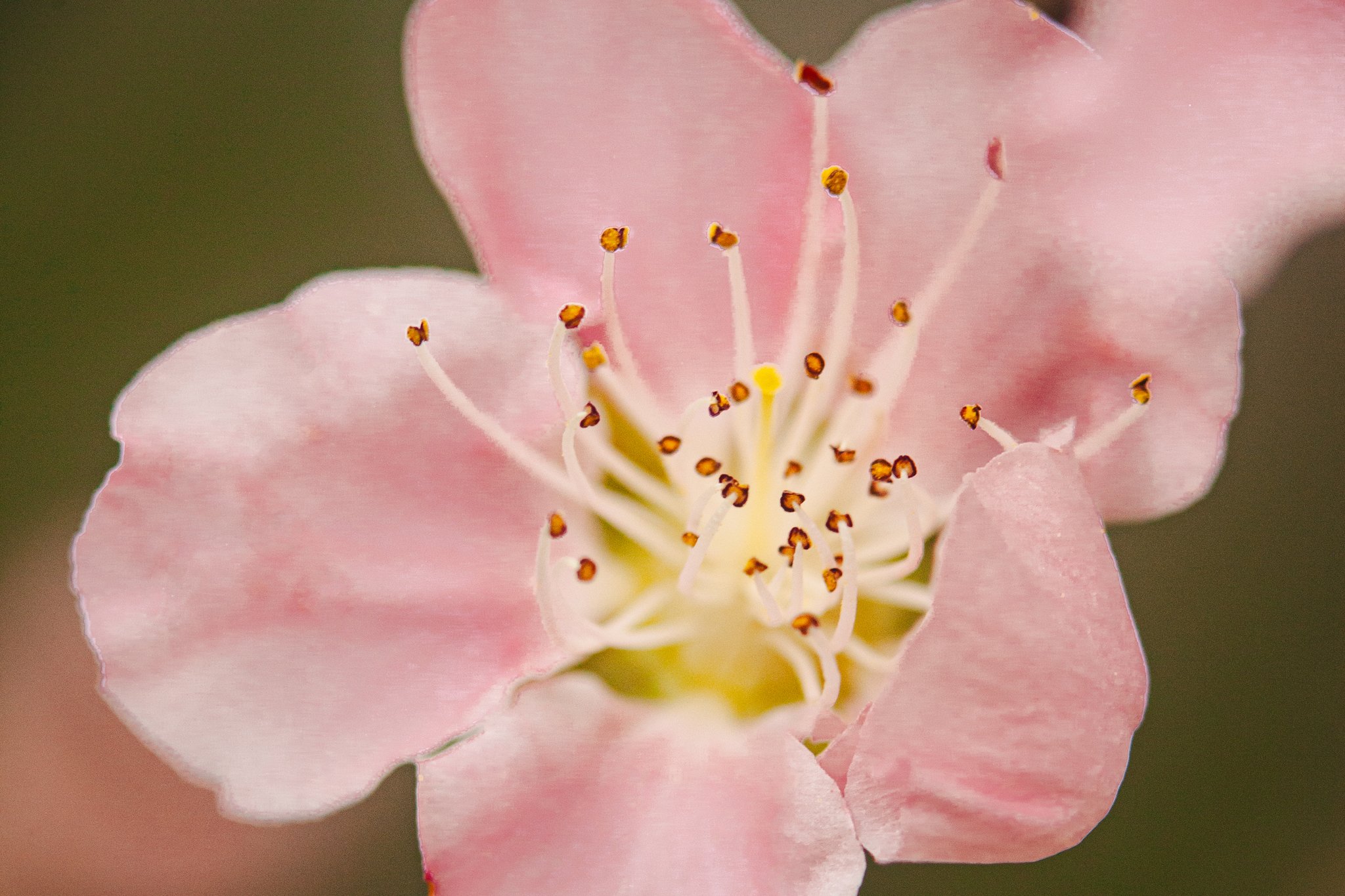 Close-up of a pink flower with yellow and brown stamens and soft pink petals.