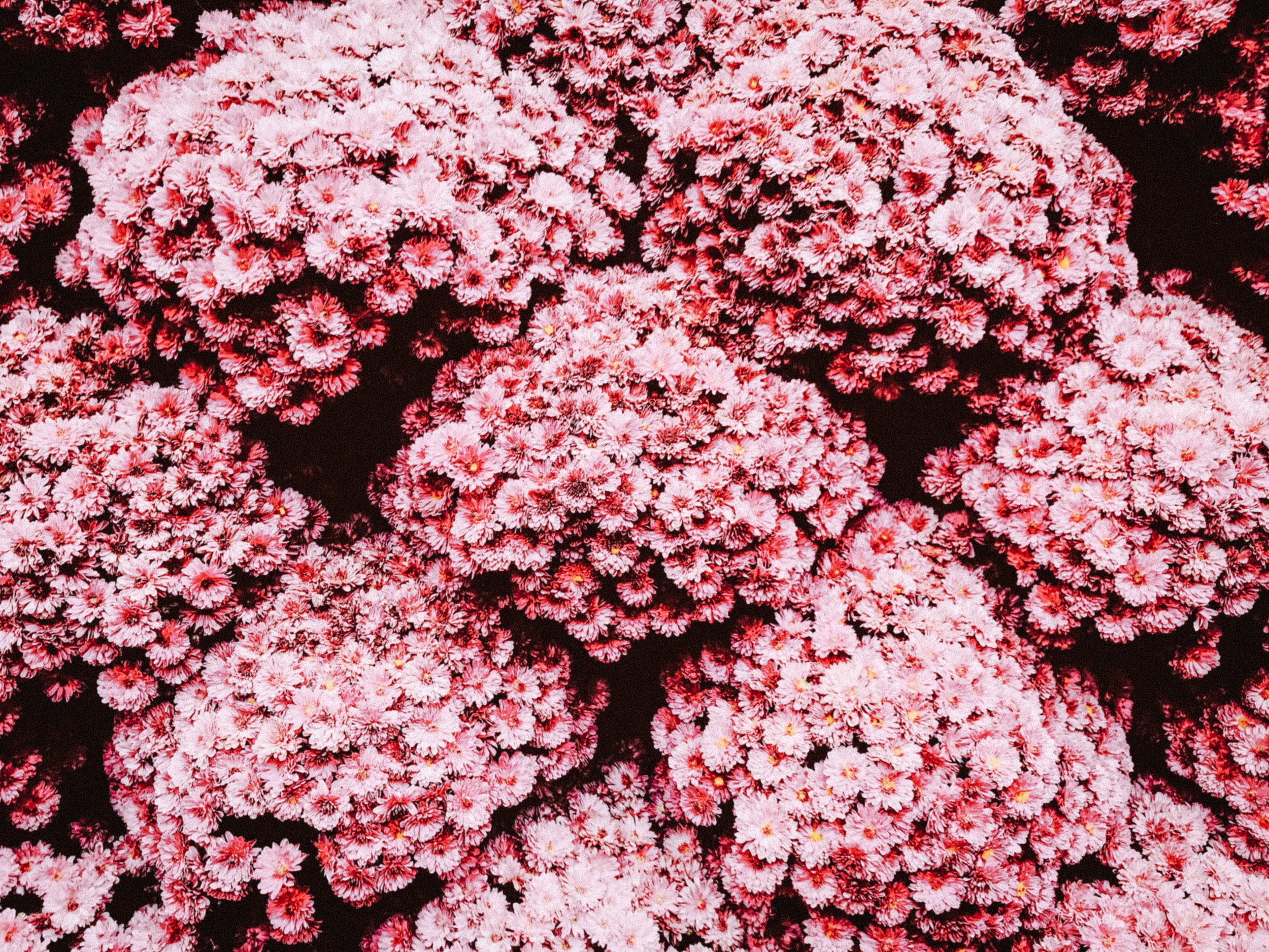 Close-up of numerous pink and red chrysanthemums in full bloom.