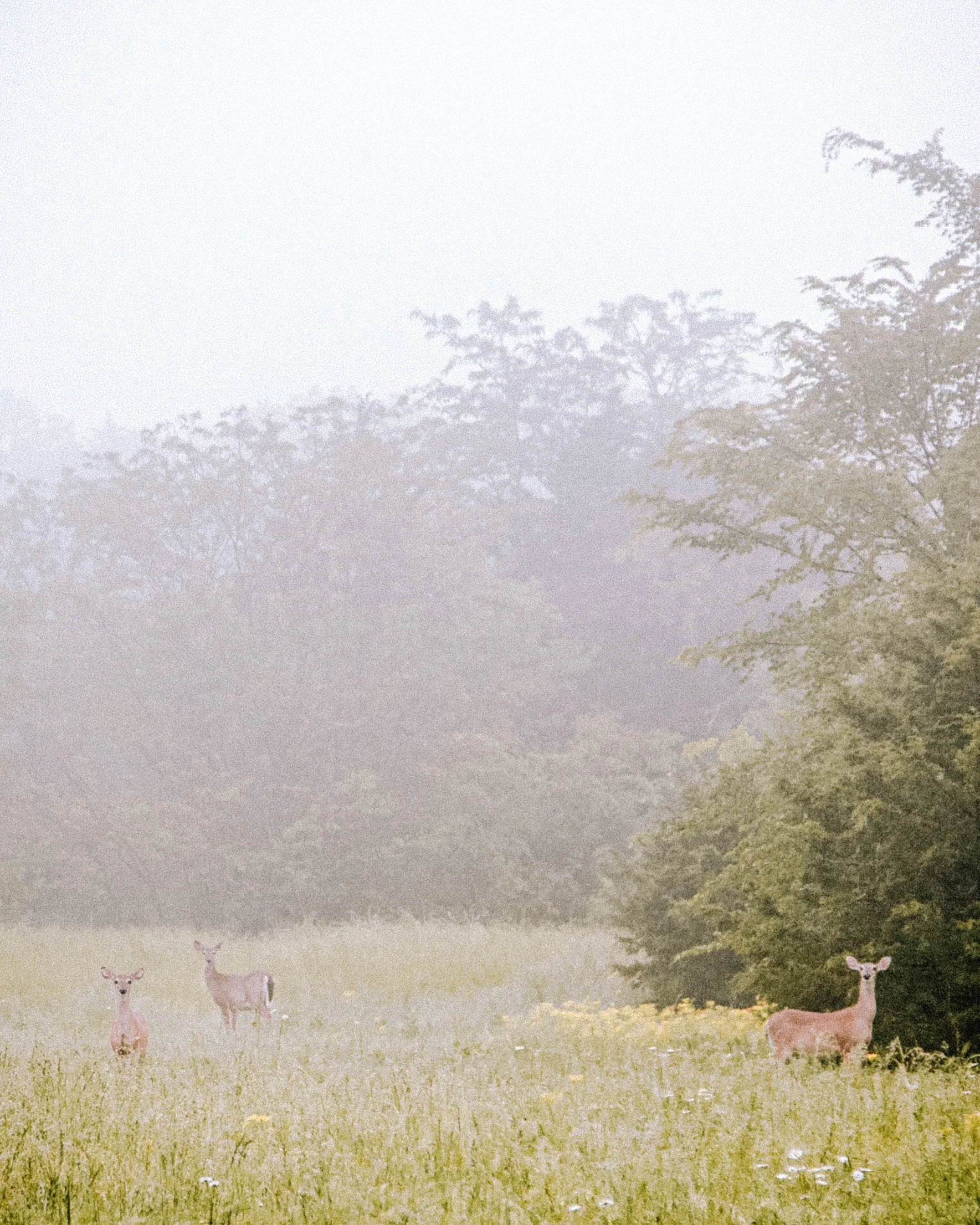Three deer grazing in a foggy forest, with tall trees and grass.