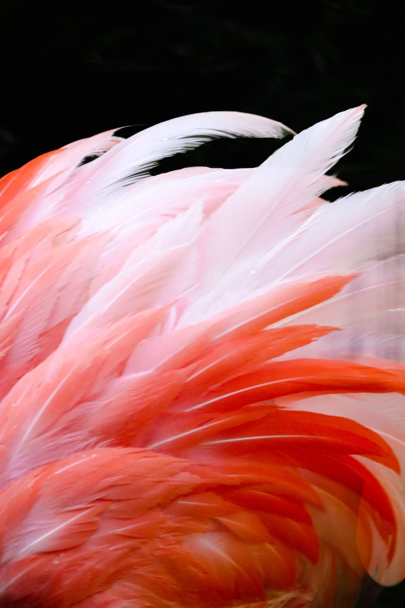 Close-up of pink and white feathers of a flamingo against a black background.