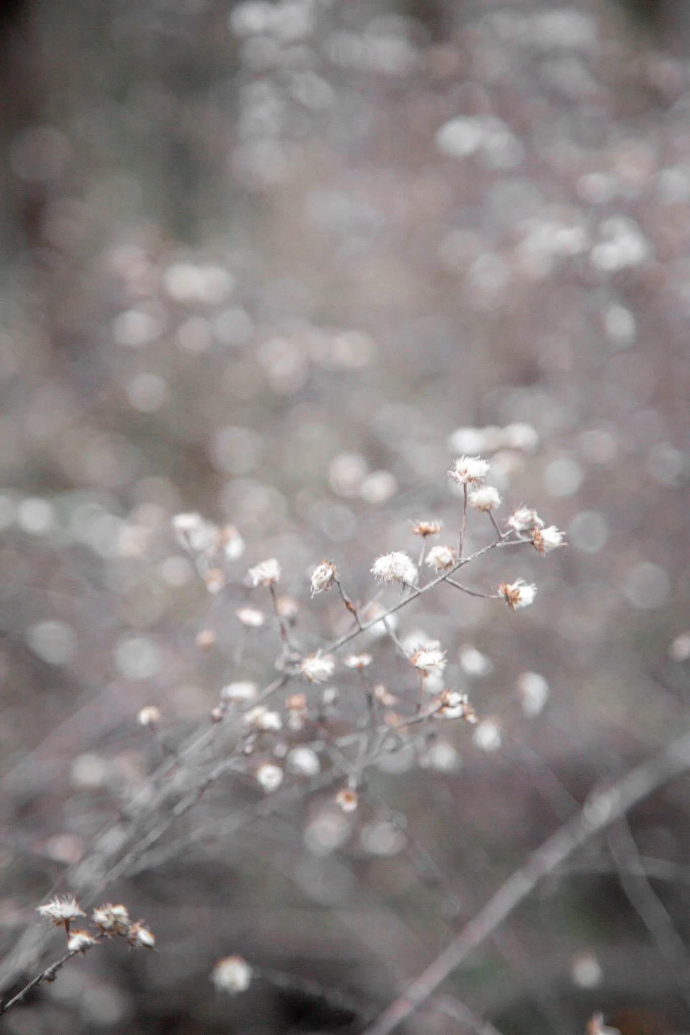A close-up shot of small white flowers on thin branches with a blurred background of bokeh light effects.